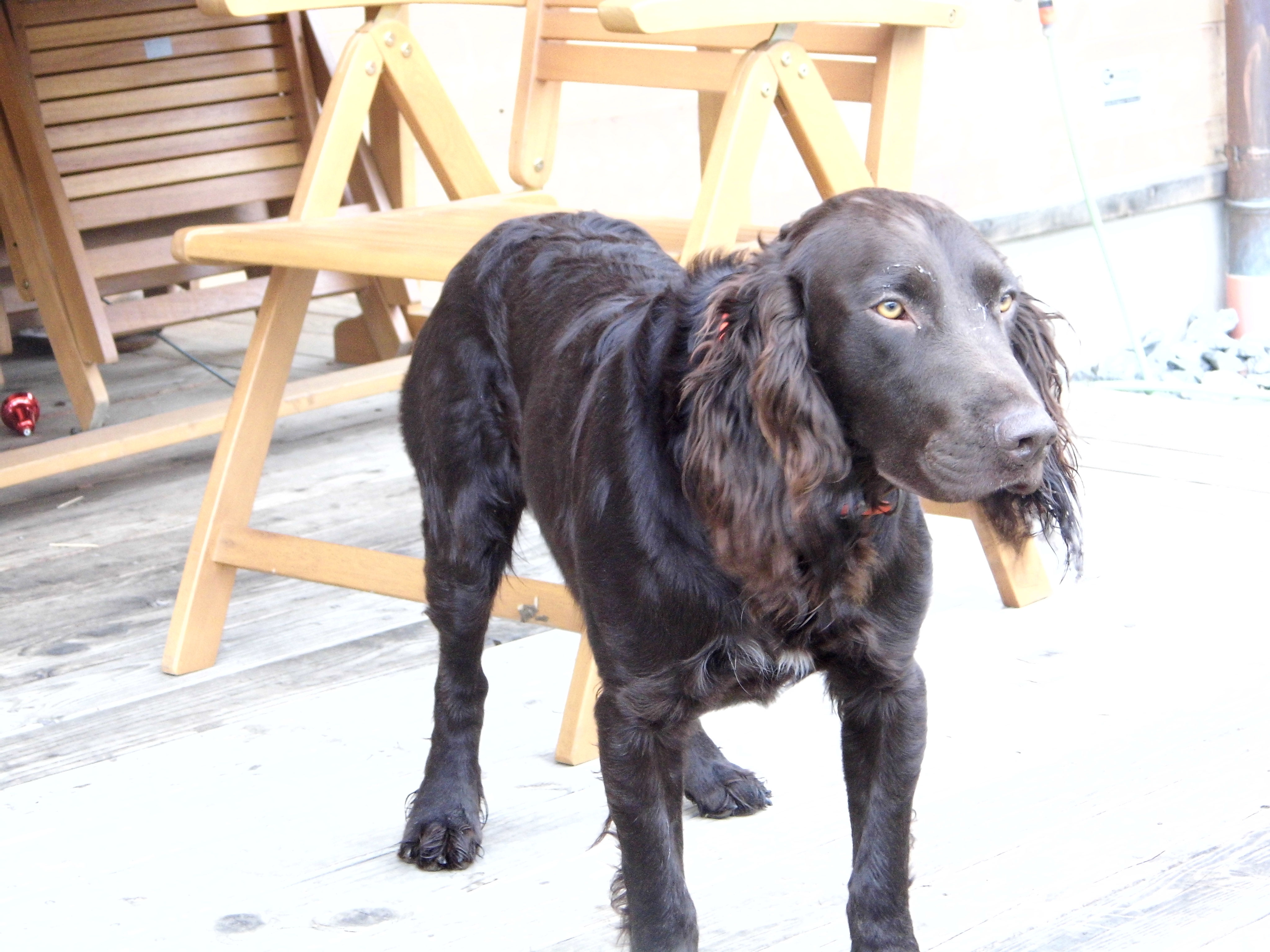2017: - wachtelhund-oberbayern-des Webseite!