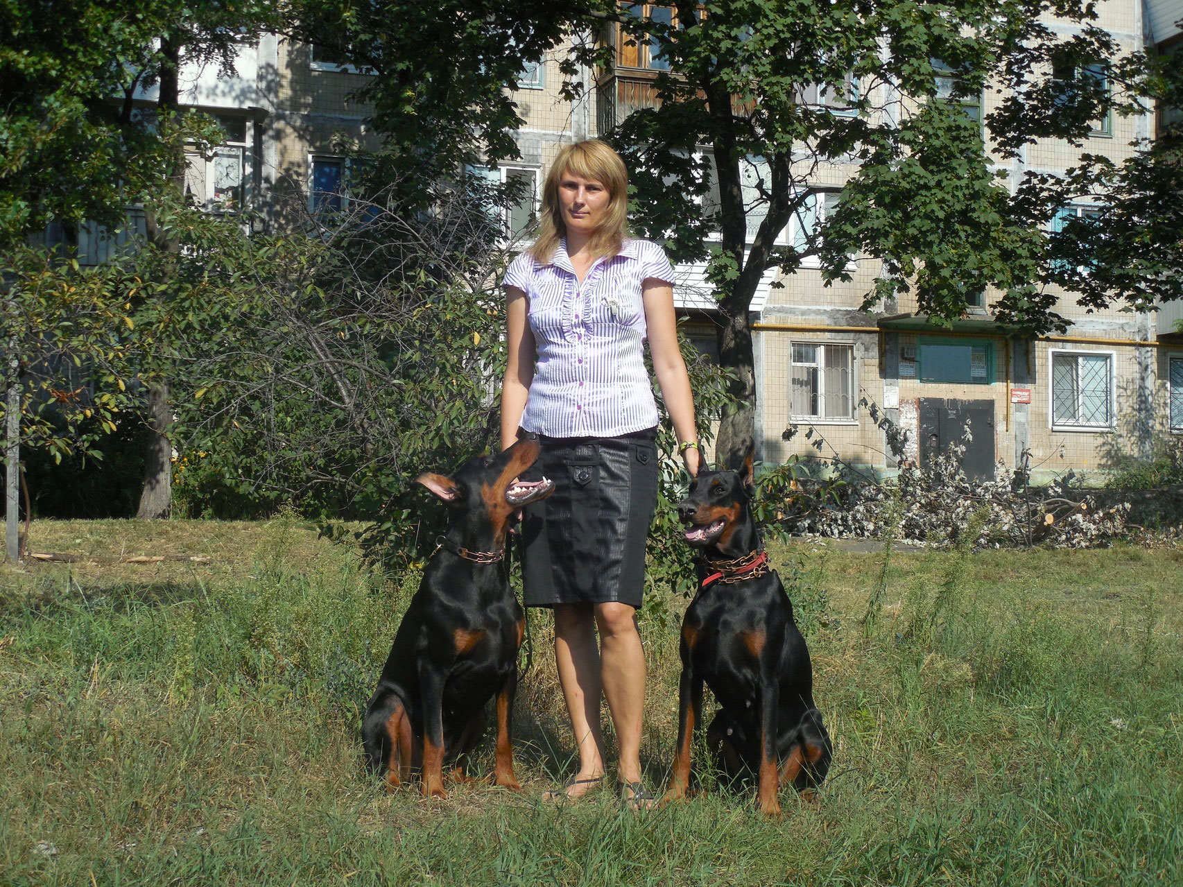 Доберман дача видео. Ролик про добермана который собирался на дачу. Собака собирается на дачу видео. Доберман дача видео. Доберман на даче.