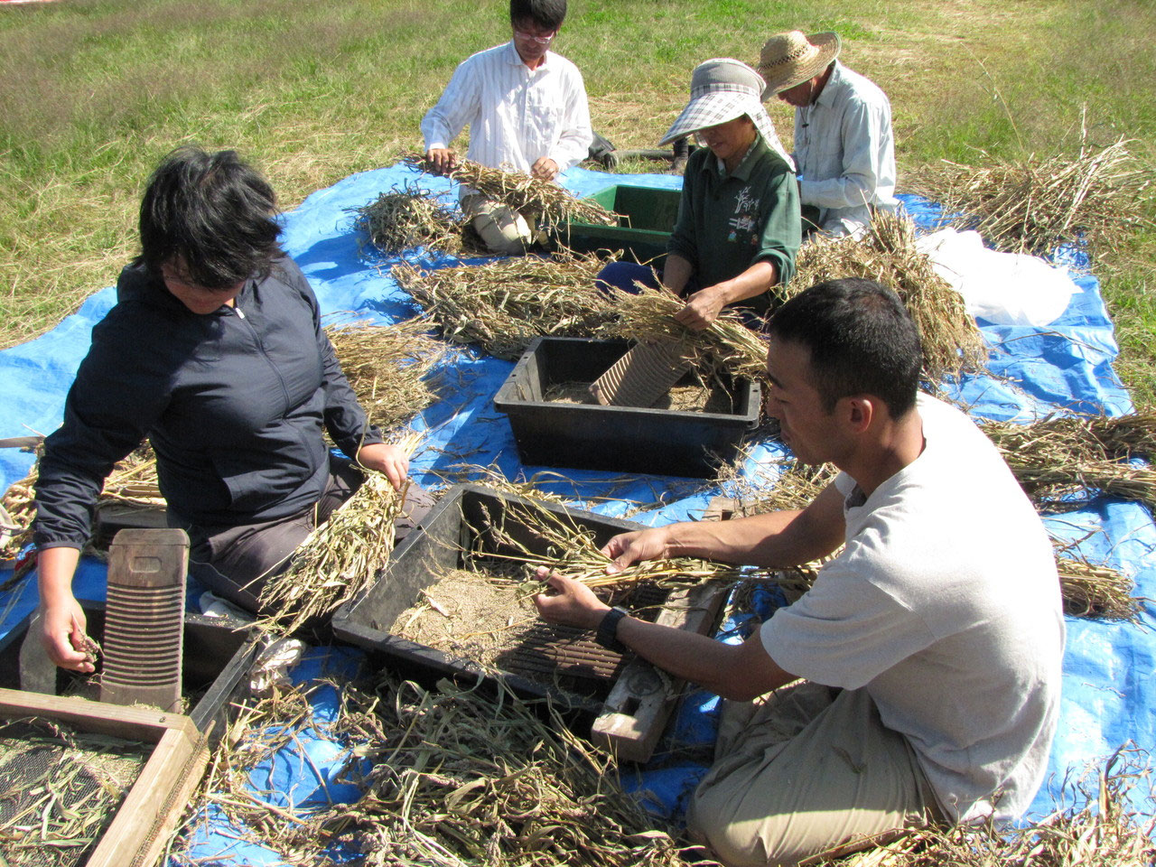 雑穀脱穀 日高くるくるねっと