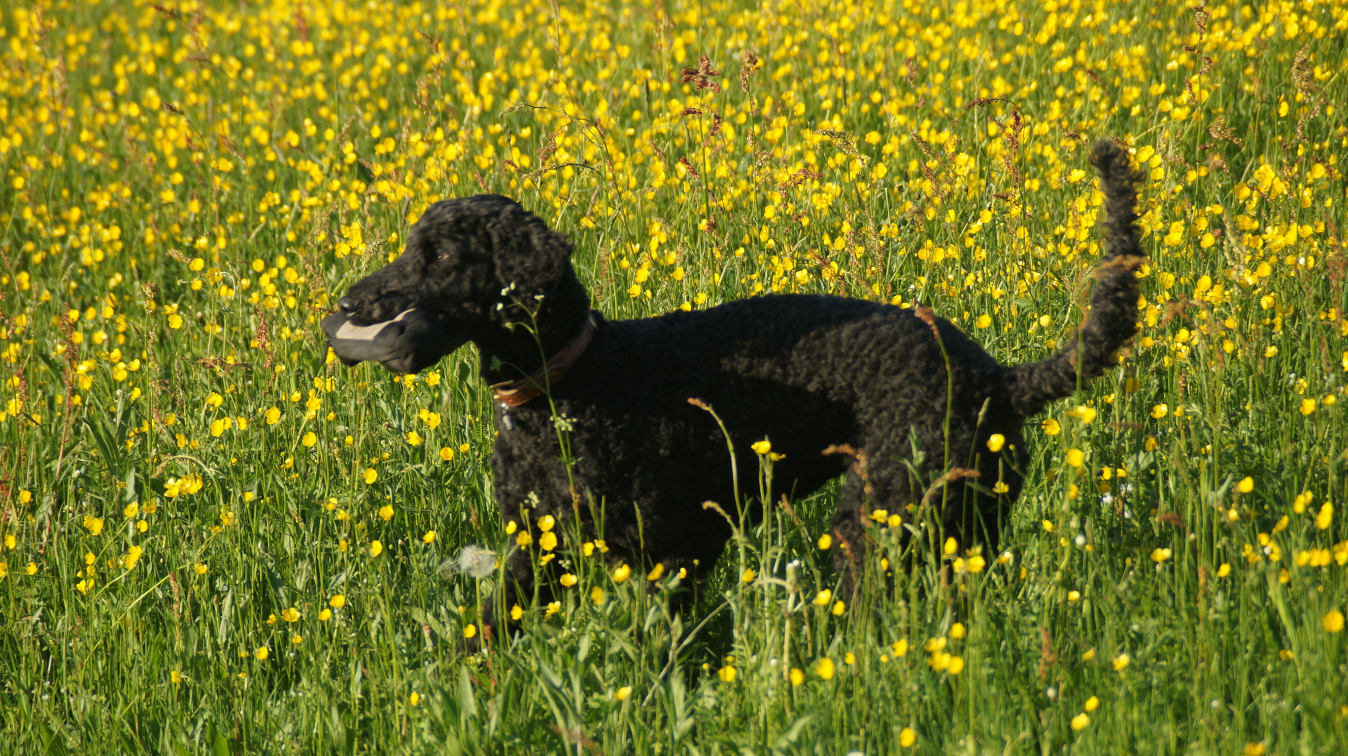 Bildergalerie, Pudel, Großpudel, Pudelwelpen, Hund, AnuriStuttgart