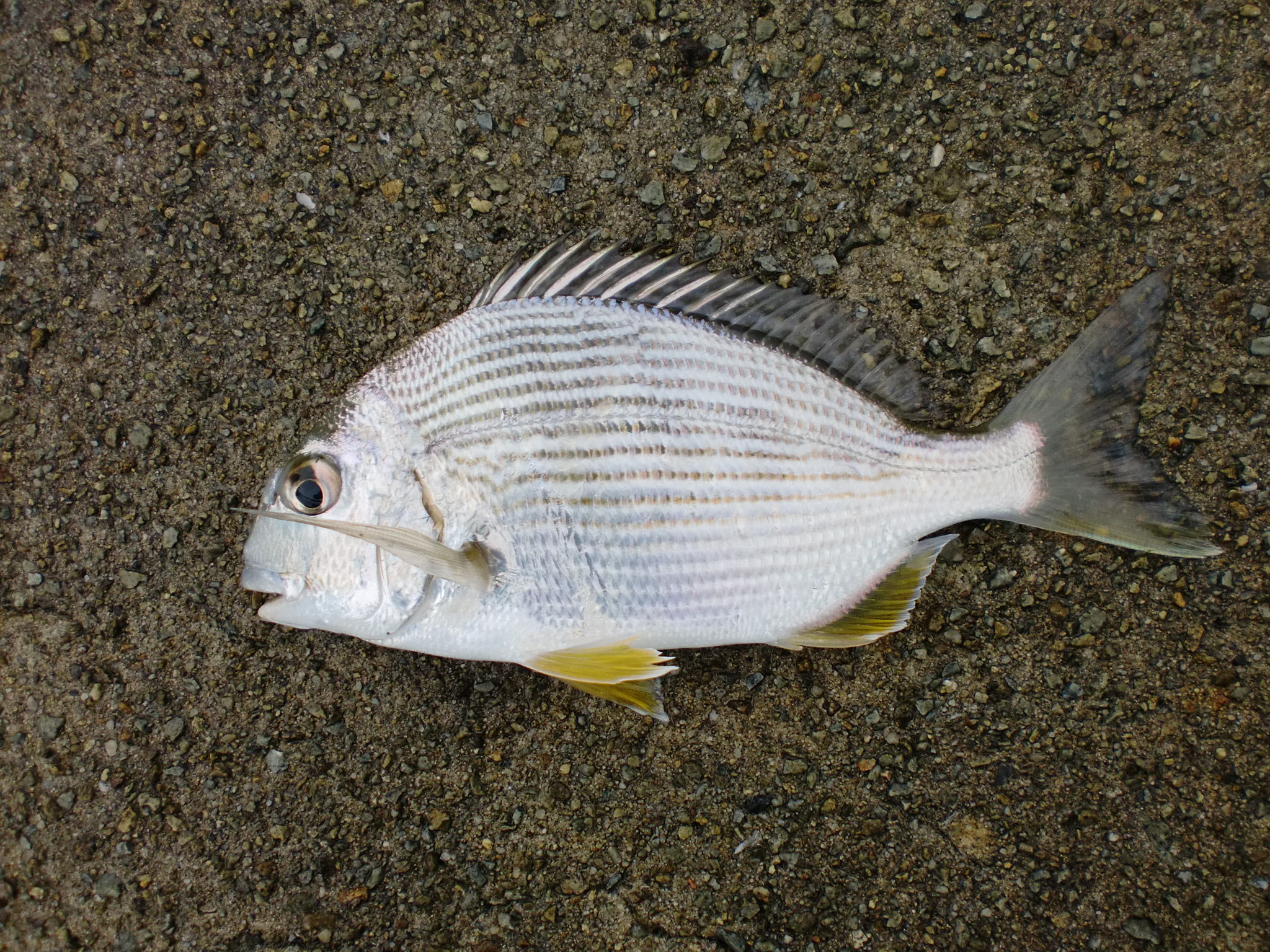 チヌ 釣り アウトドア