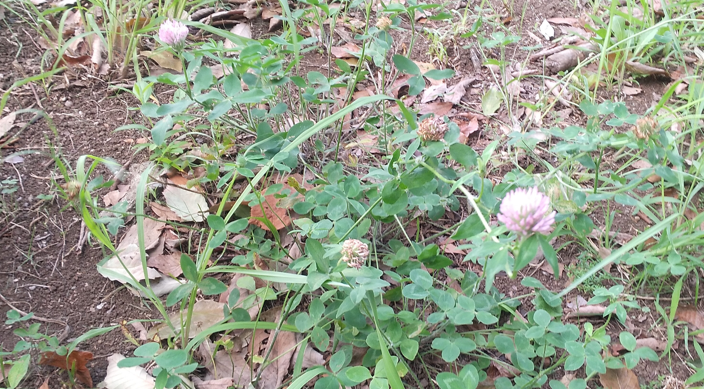 岩垂草 龍のヒゲ 白詰め草 紫詰め草 クラウンベッチ ヒメツルソバ アルカス植物図鑑 岩垂草 龍のヒゲ 白詰め草 紫詰め草 クラウンベッチ ヒメツルソバ アルカス植物図鑑