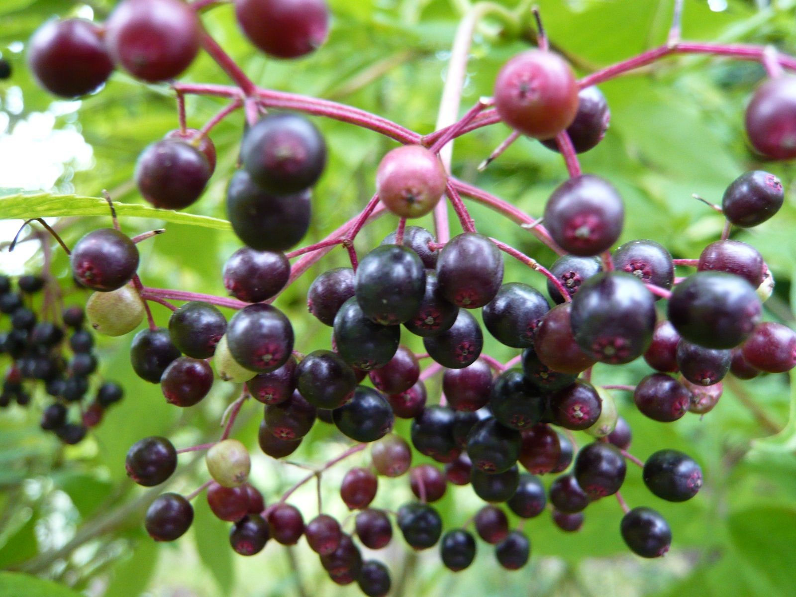 Baies et fruits Le jardin brodé