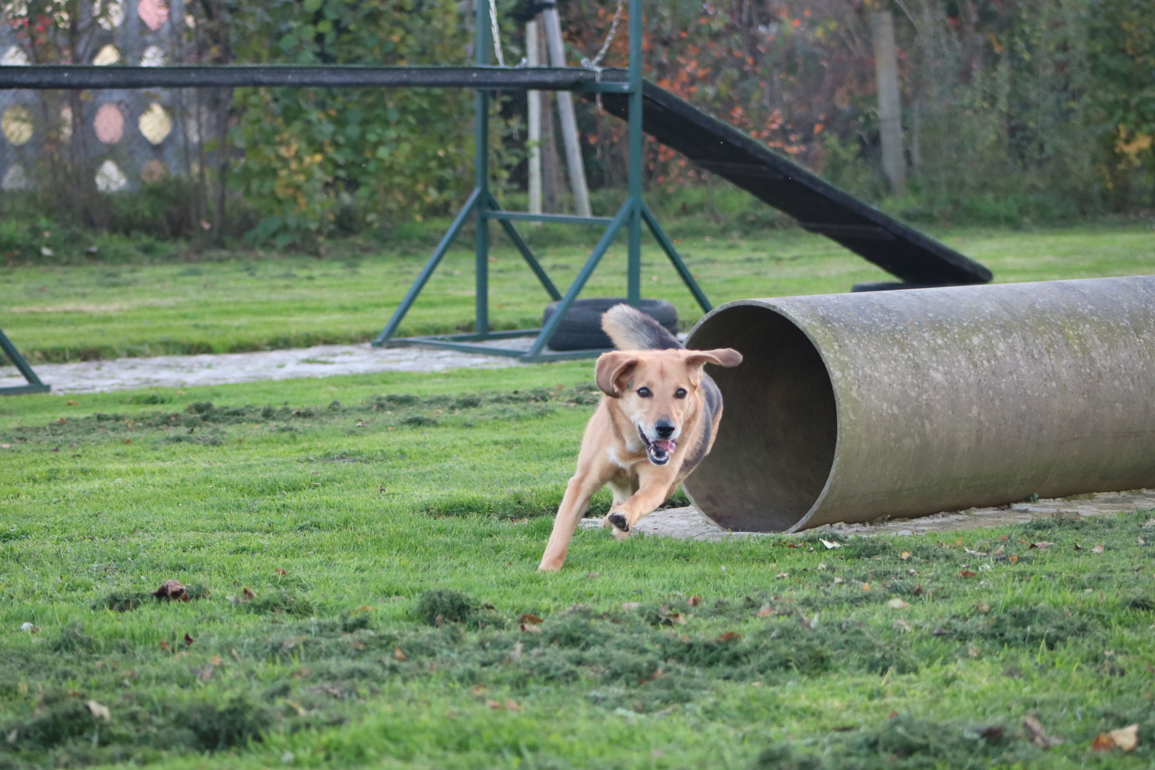 Nähe durch Distanz hundesportvereingubens Webseite!