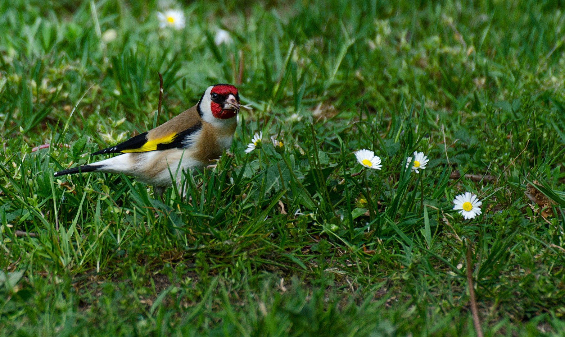Stieglitz Helmut S Fotoseite
