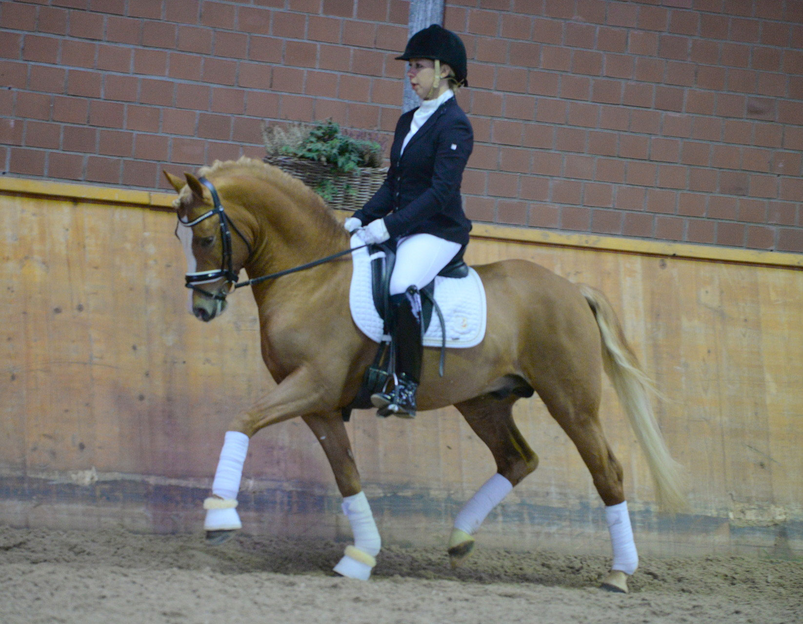 Mr.Perfect Hengst Pony Dressur Jill Mieleszko