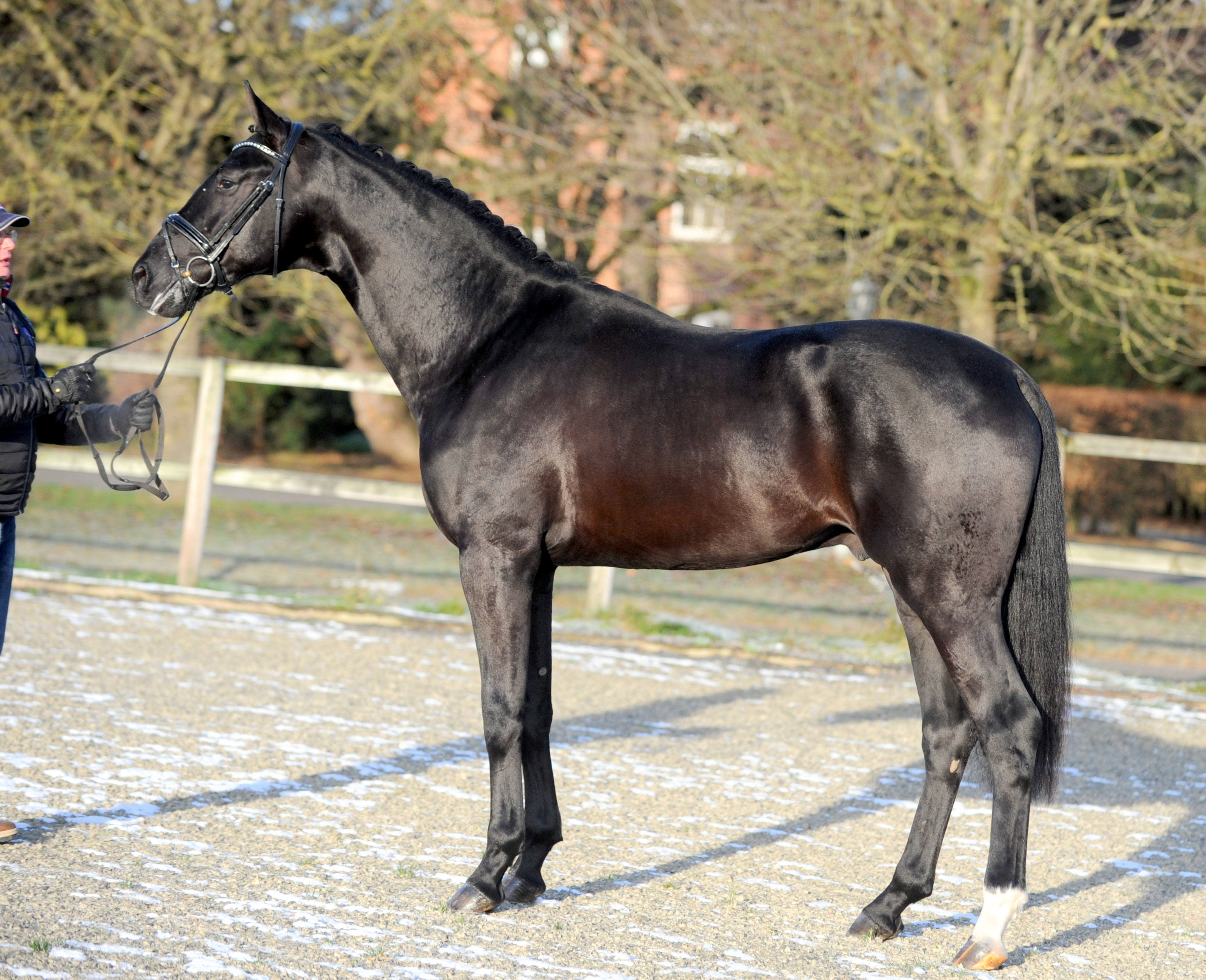Le Vivaldi Ii Hengst Pony Dressur Jill Mieleszko