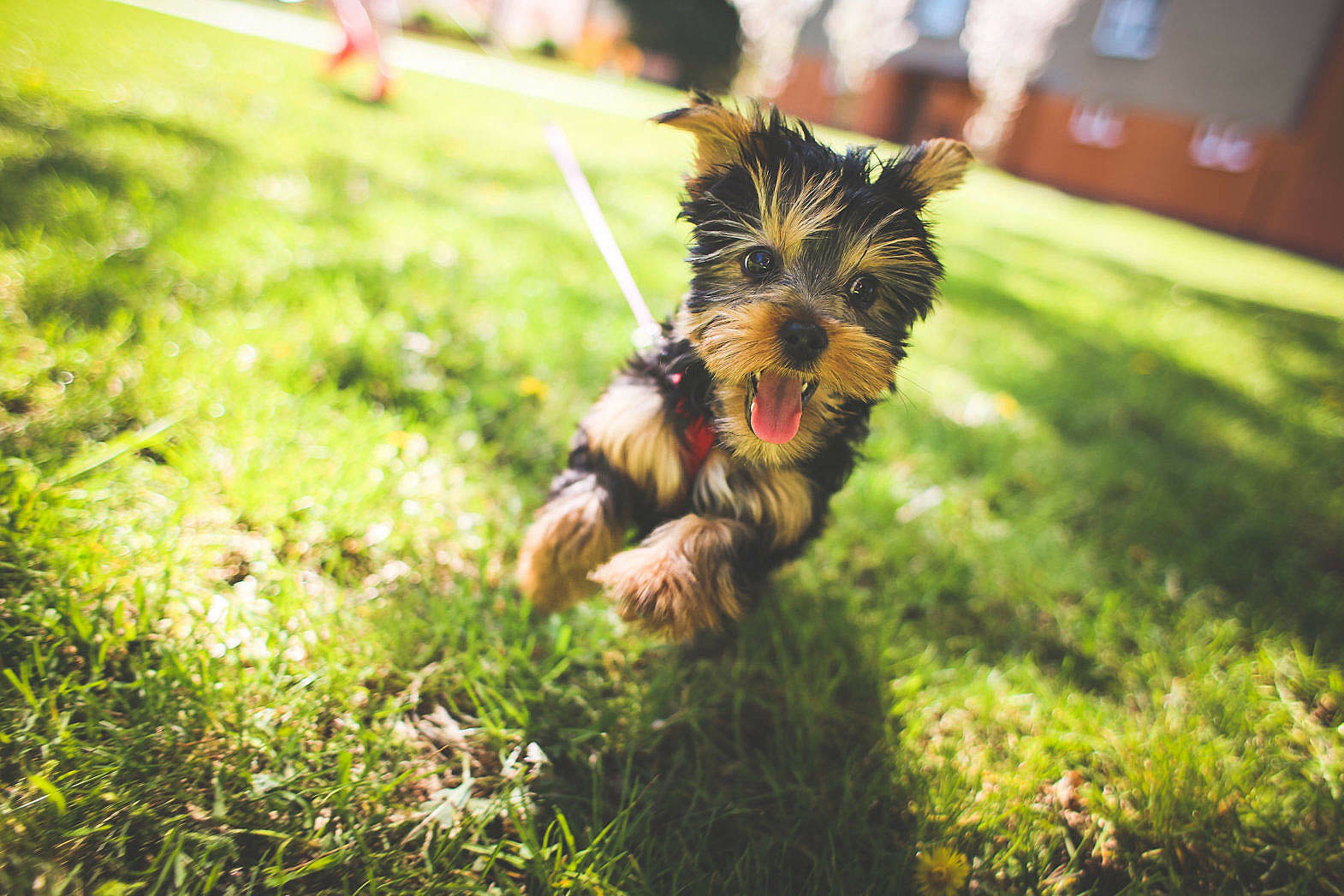 zwischenzehenentzündung hund homöopathie