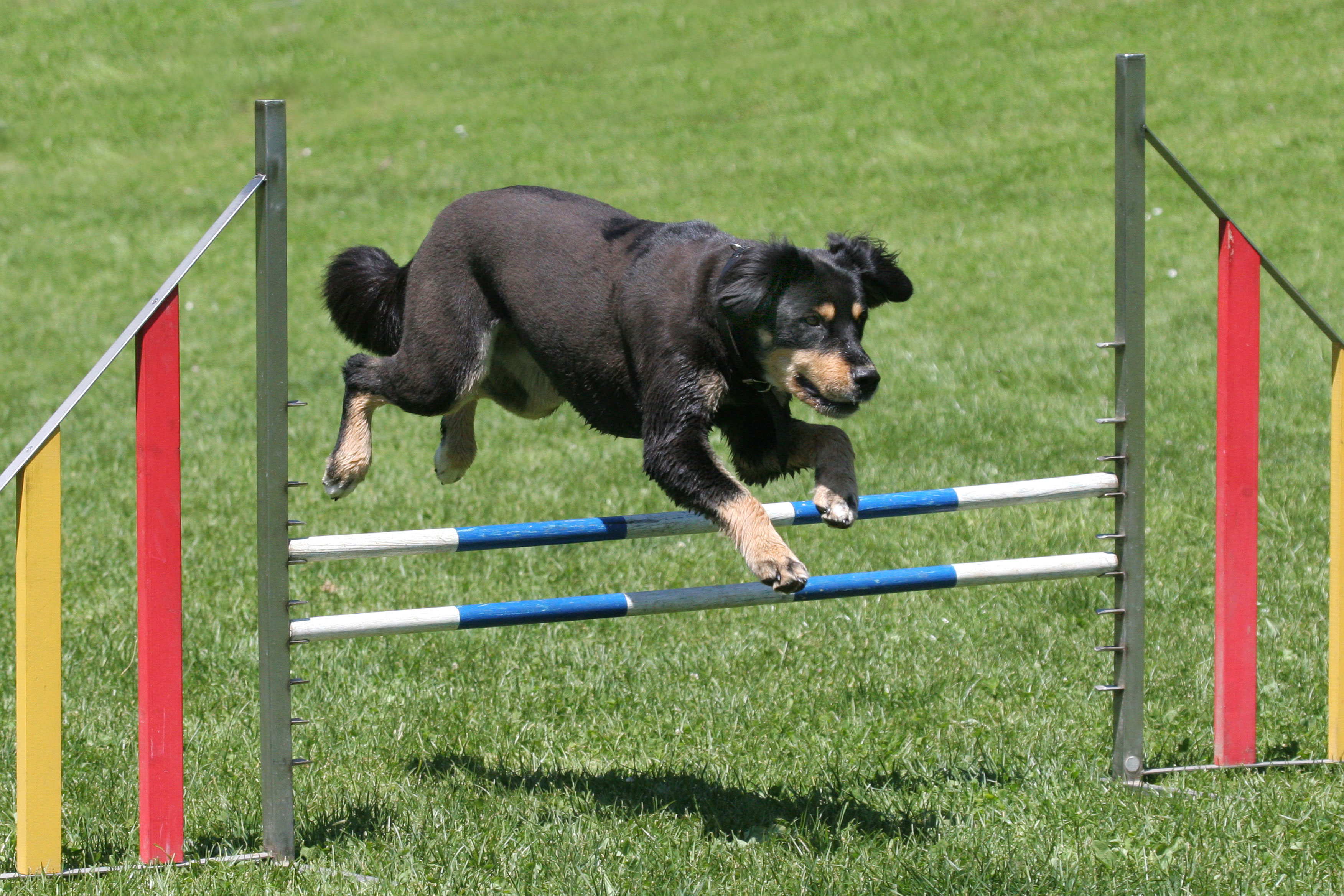 berichte gesundheit ernährung heilpflanzen hunde katzen pferde HUNDE