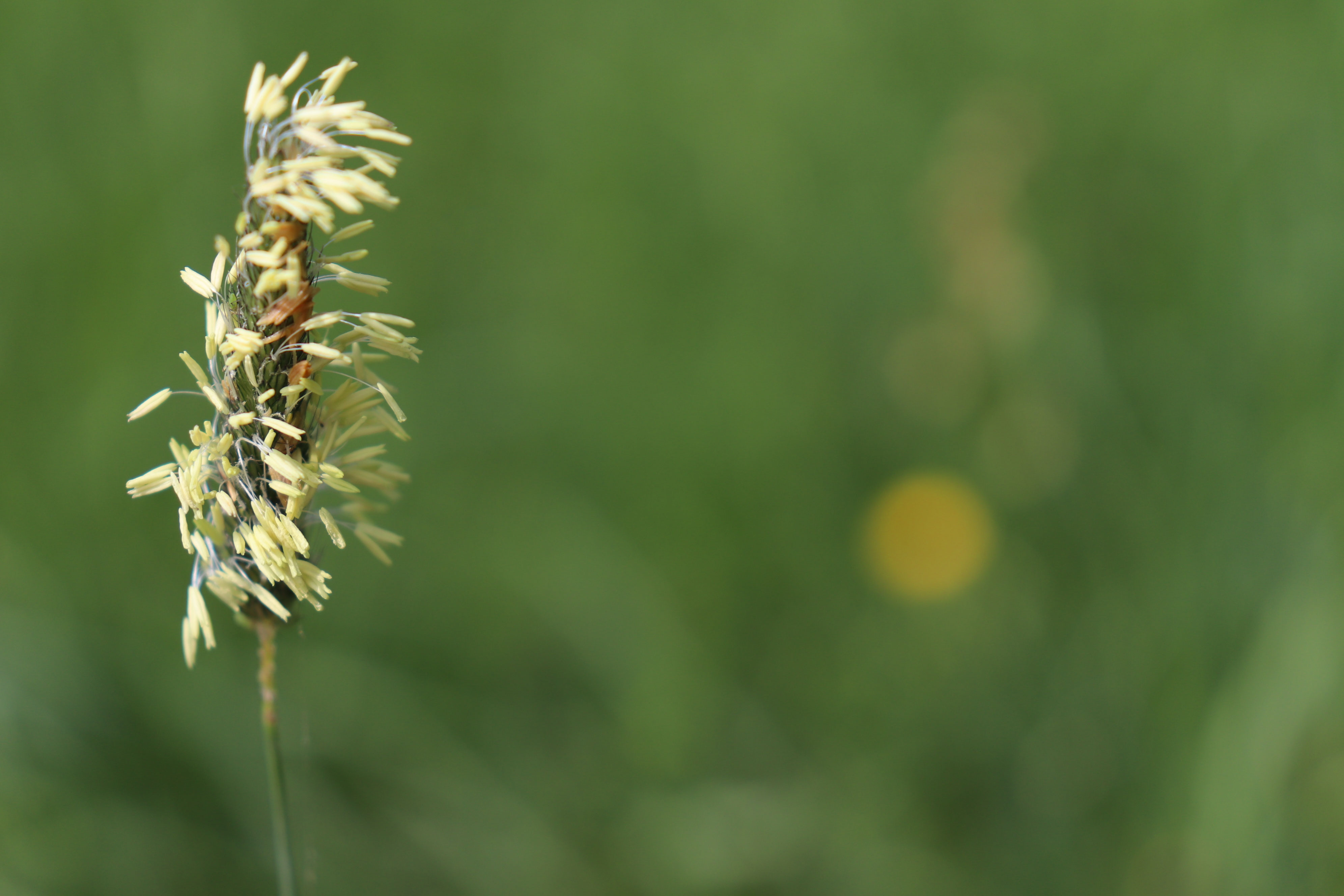 Leberreinigung 369 irisluelsdorf
