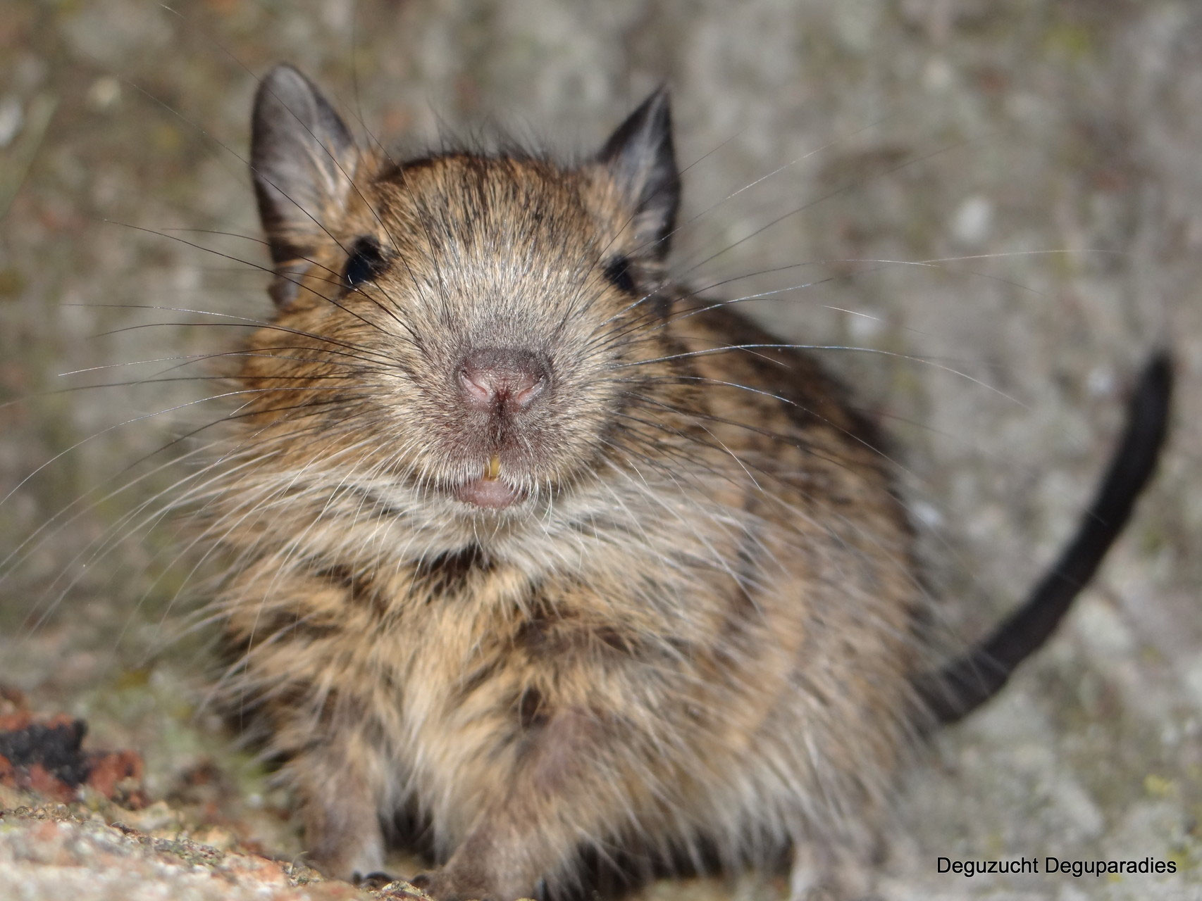 Eine variantenreiche Art Deguzucht Deguparadies