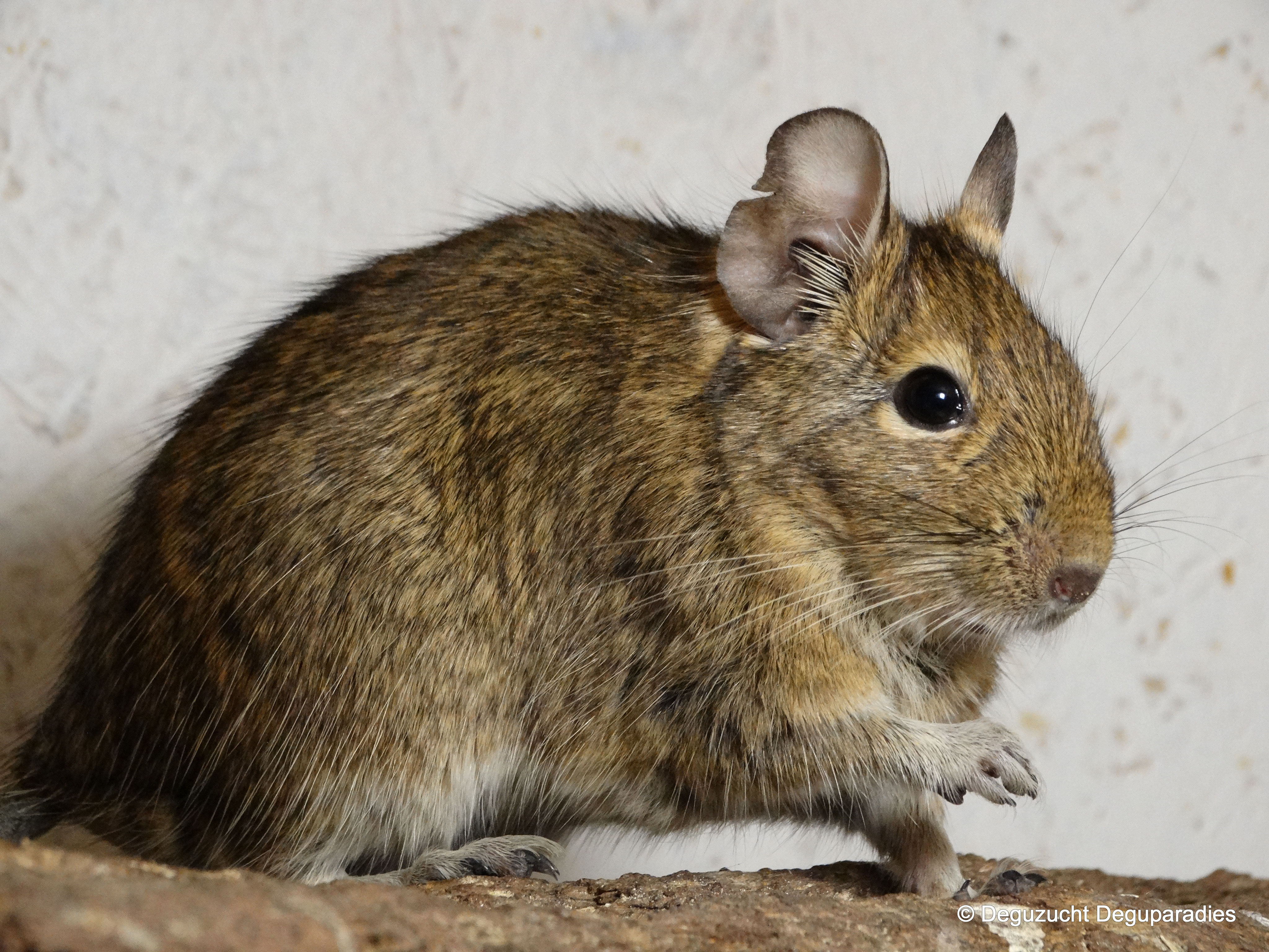 Degus Alter Degus Alter