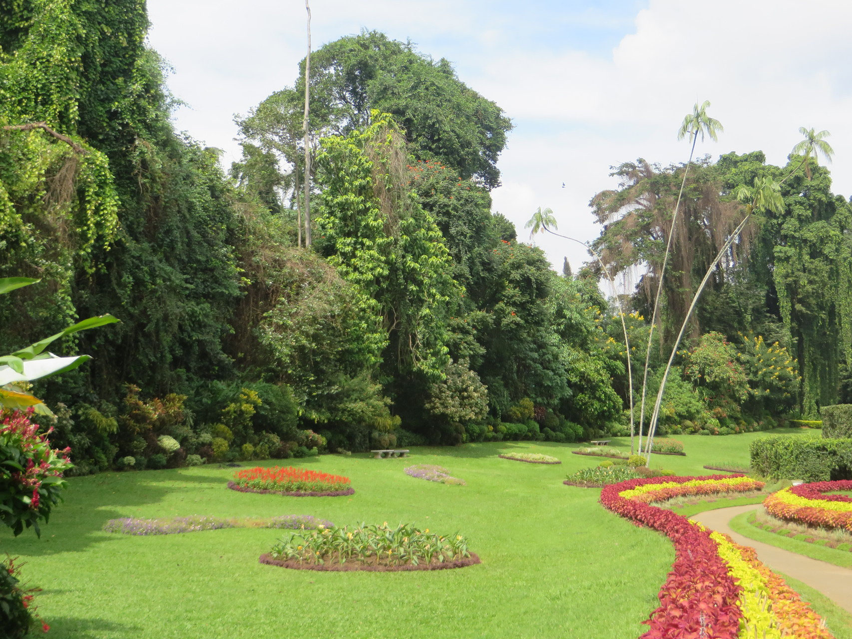 Botanischer Garten Peradeniya Sri Lanka Freilandpalmen Ch