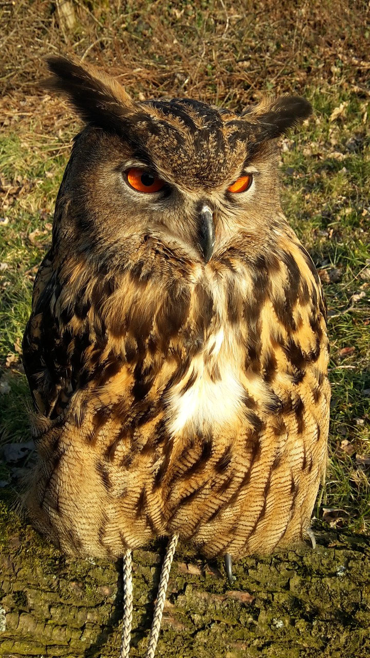 Der Uhu Bubo Bubo Hegering volmarstein Hegering Volmarstein