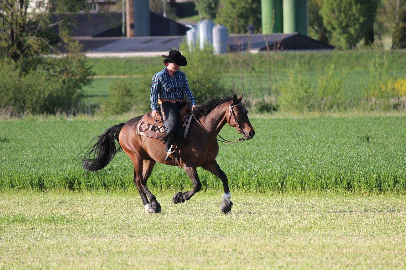 Unsere geliebten Pferde und Hunde livingranchs JimdoPage!