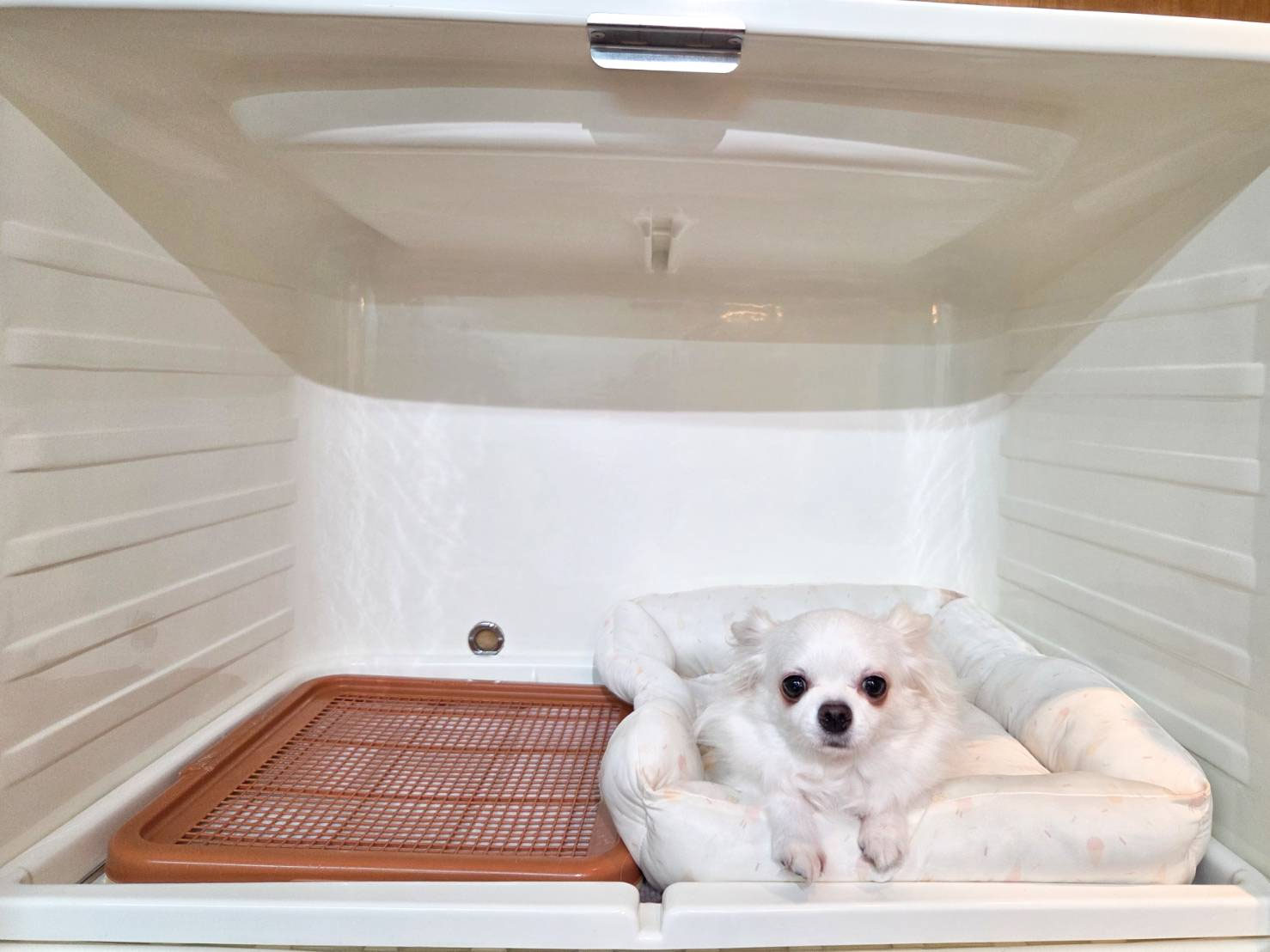 ぺットショップNone 清水谷店
