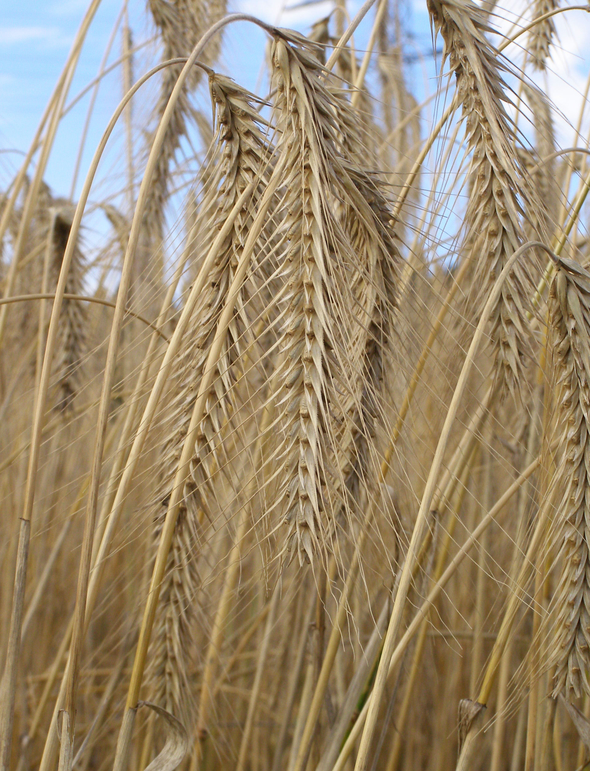 Bilder Roggen Saatgutforschung