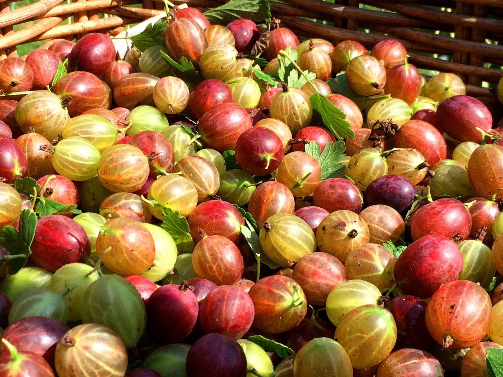 Kruisbessen De Bessentuin in Brucht Kruisbessen De Bessentuin in Brucht