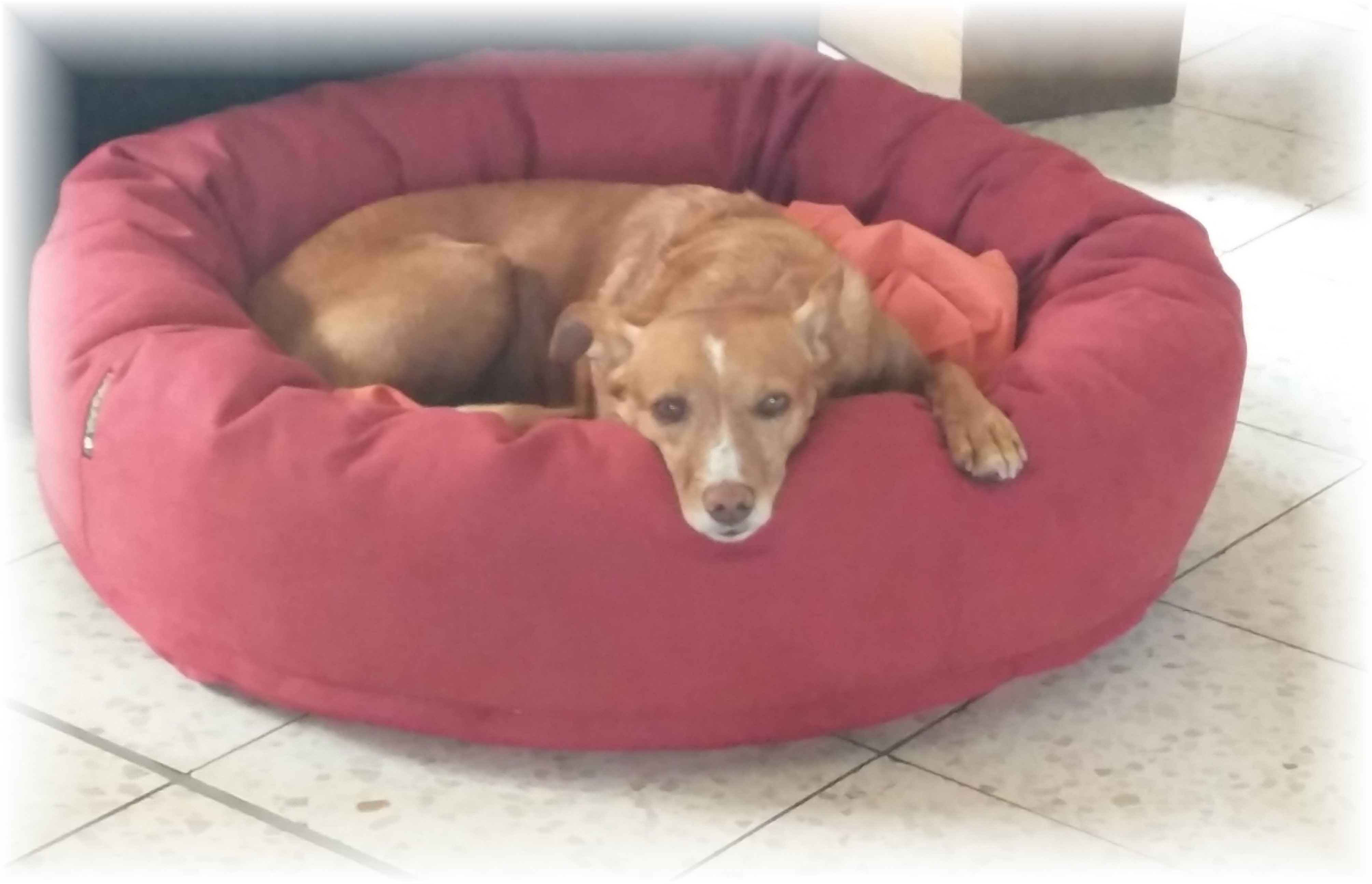 Hundebett &körbchen corcanis Nähen für Tiere in Not