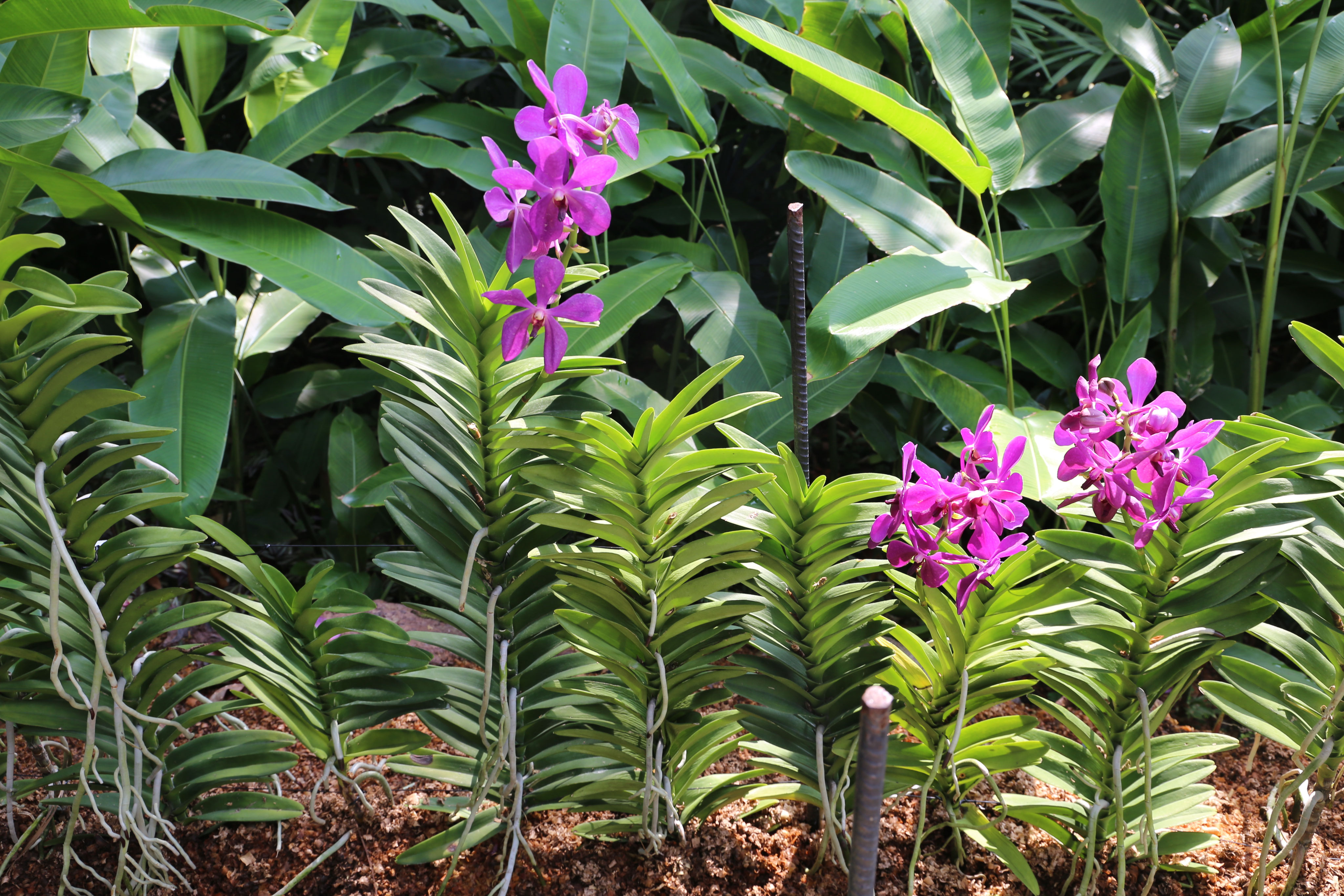 I Giardini botanici di Singapore Il cantico alla vita