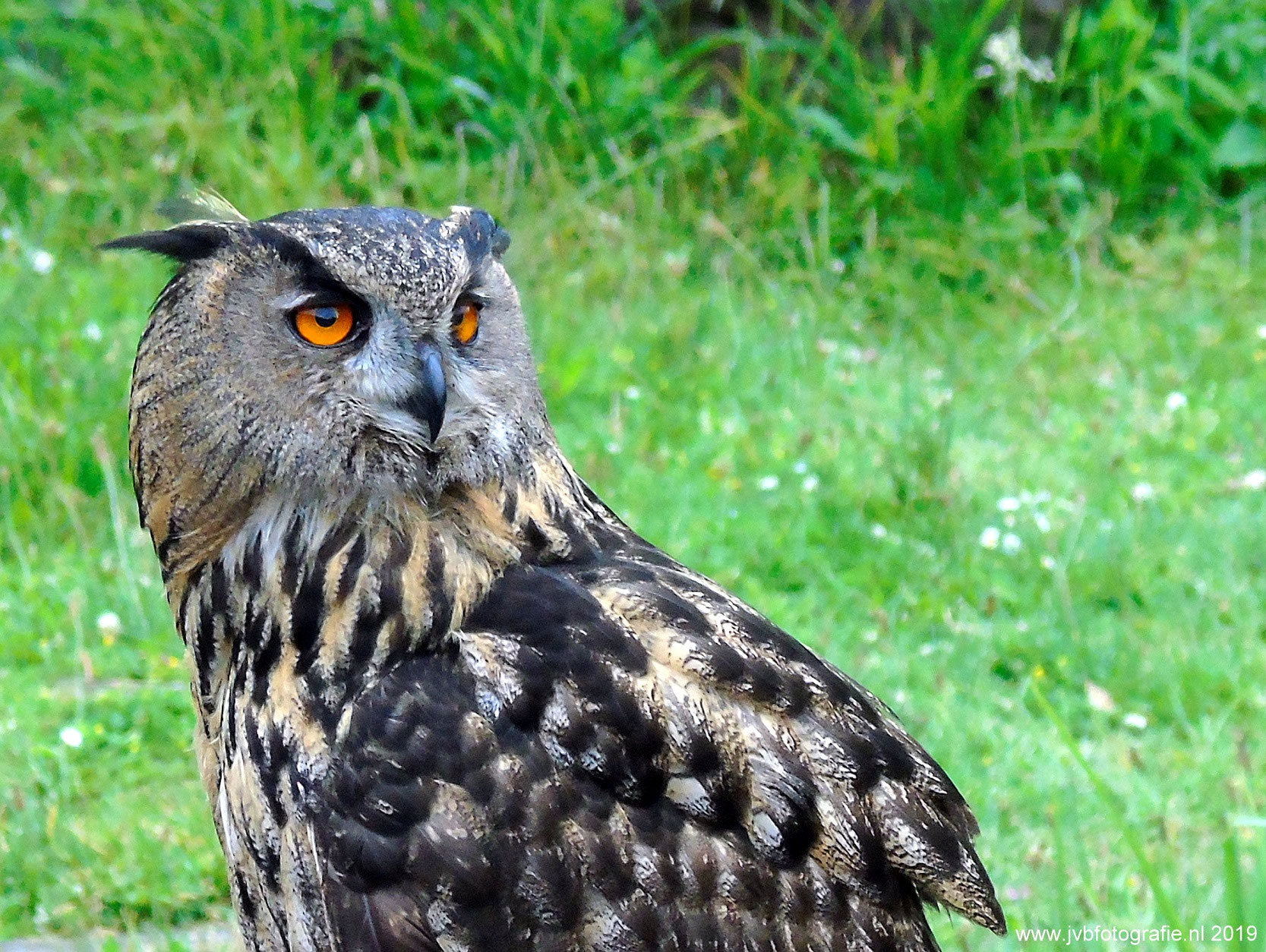 Flying birds sticker - Etsy België, image size:1667x1254