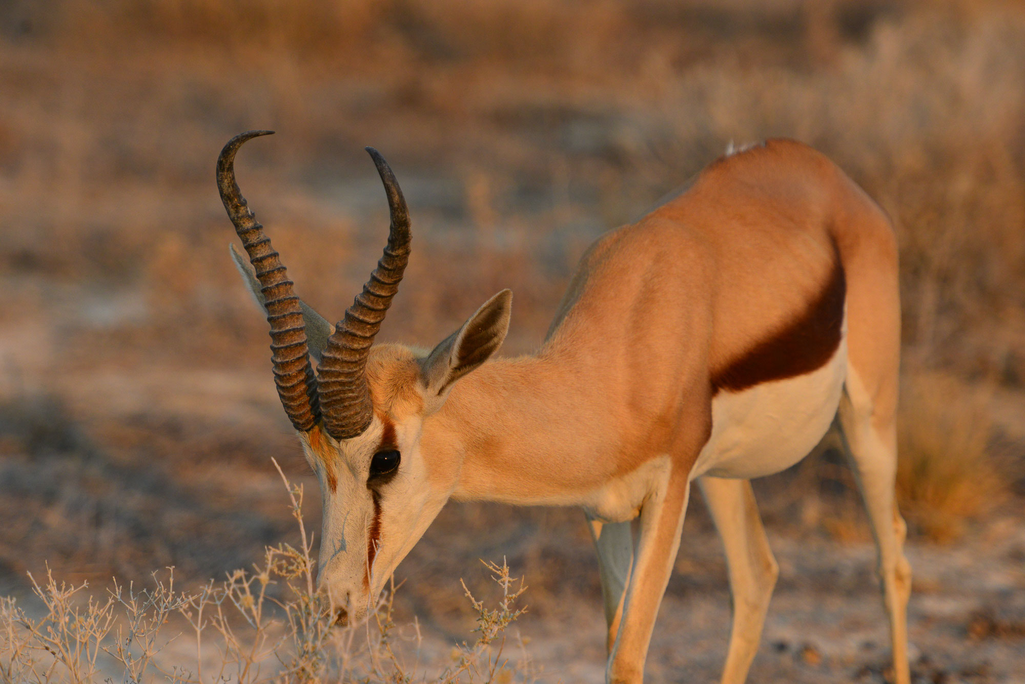 Tiere Afrikas Tiere Afrikas