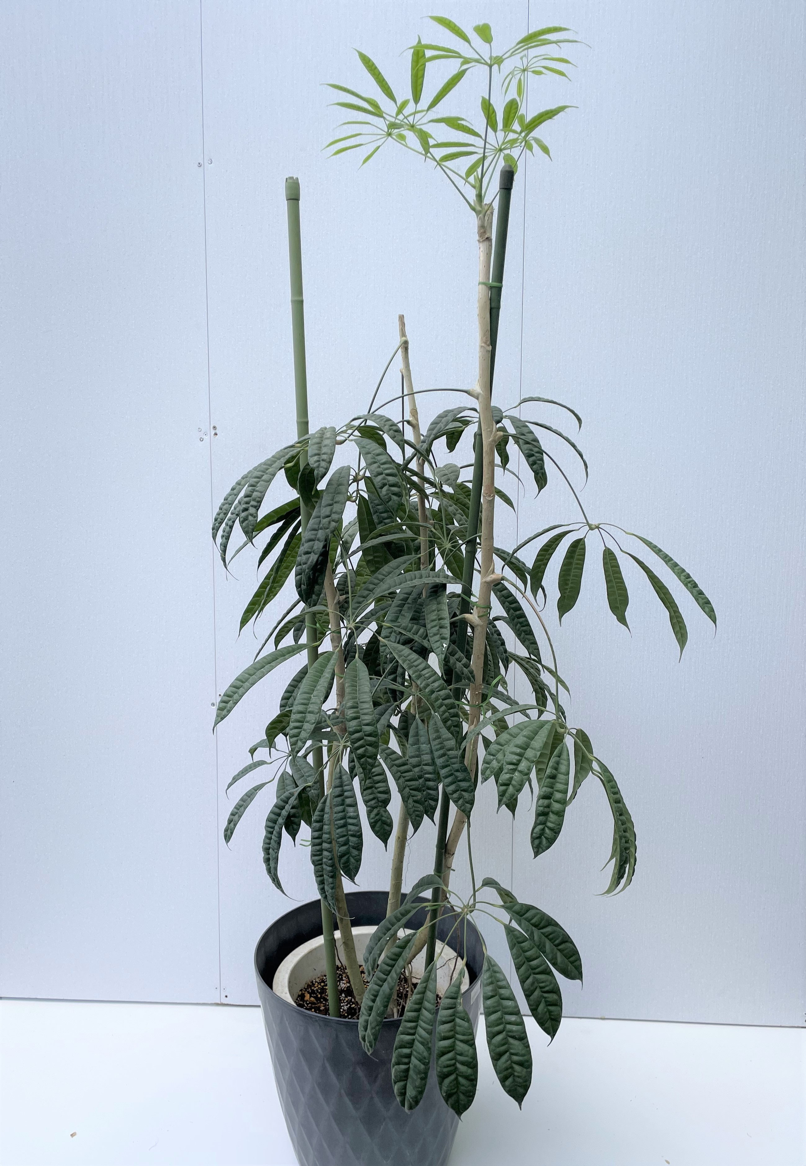 スターシャイン - レンタルグリーン｜東京｜千葉｜観葉植物｜プランター