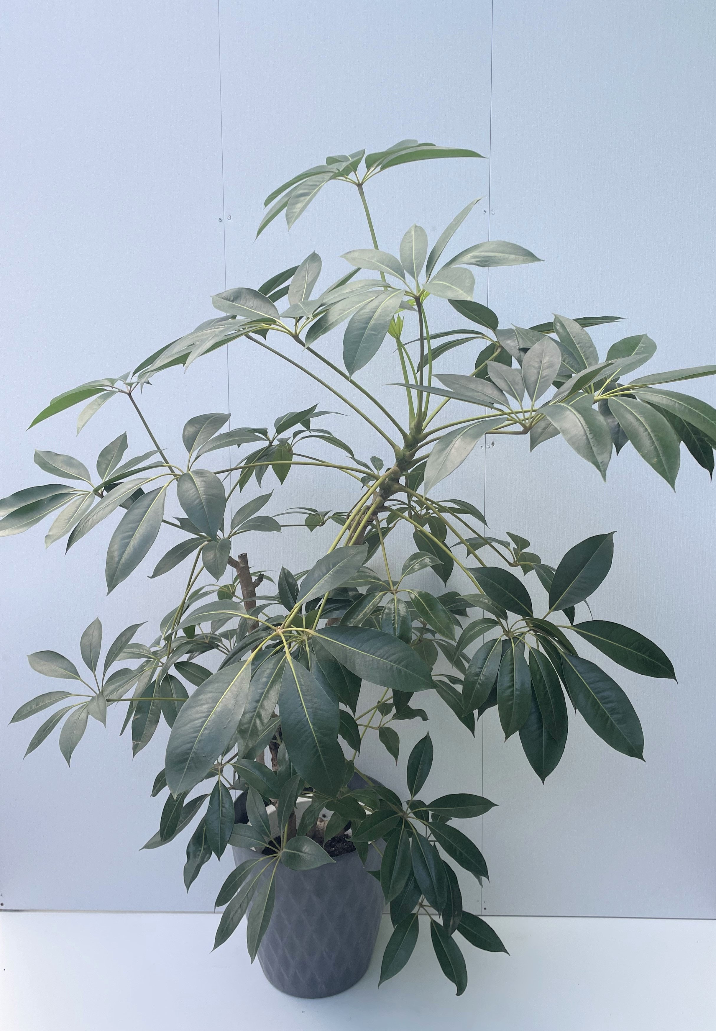 ツピタンサス - レンタルグリーン｜東京｜千葉｜観葉植物｜プランター