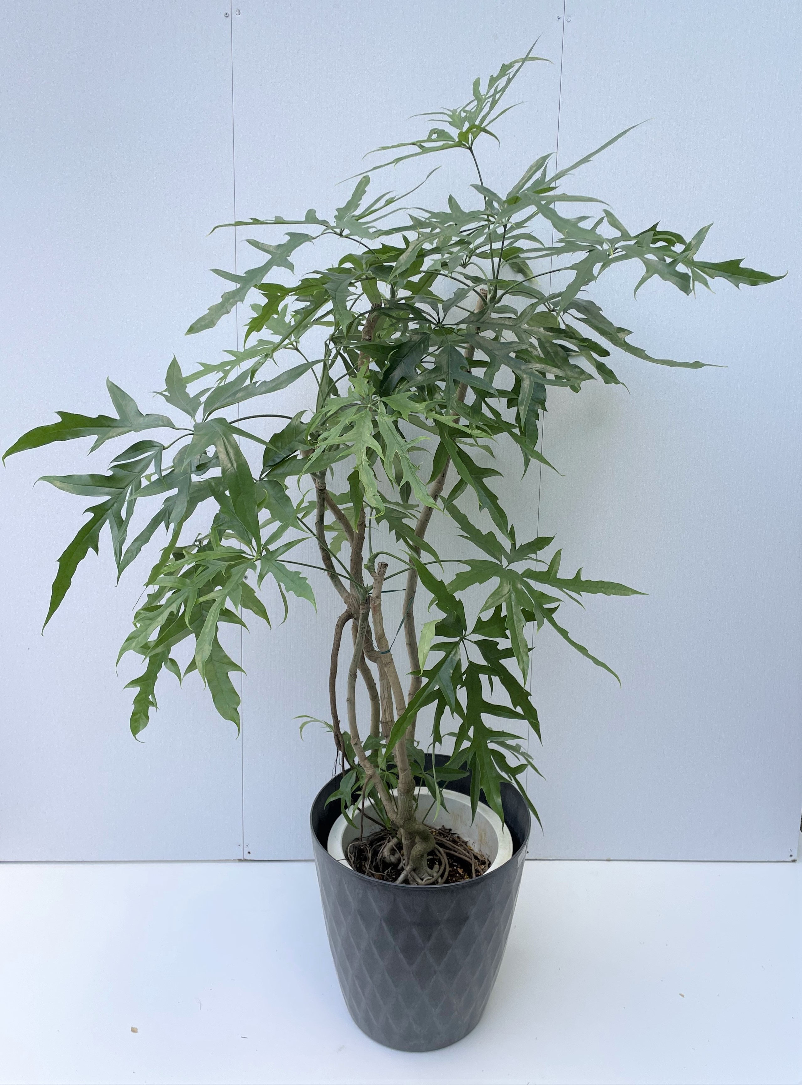 ノヴァ - レンタルグリーン｜東京｜千葉｜観葉植物｜プランター