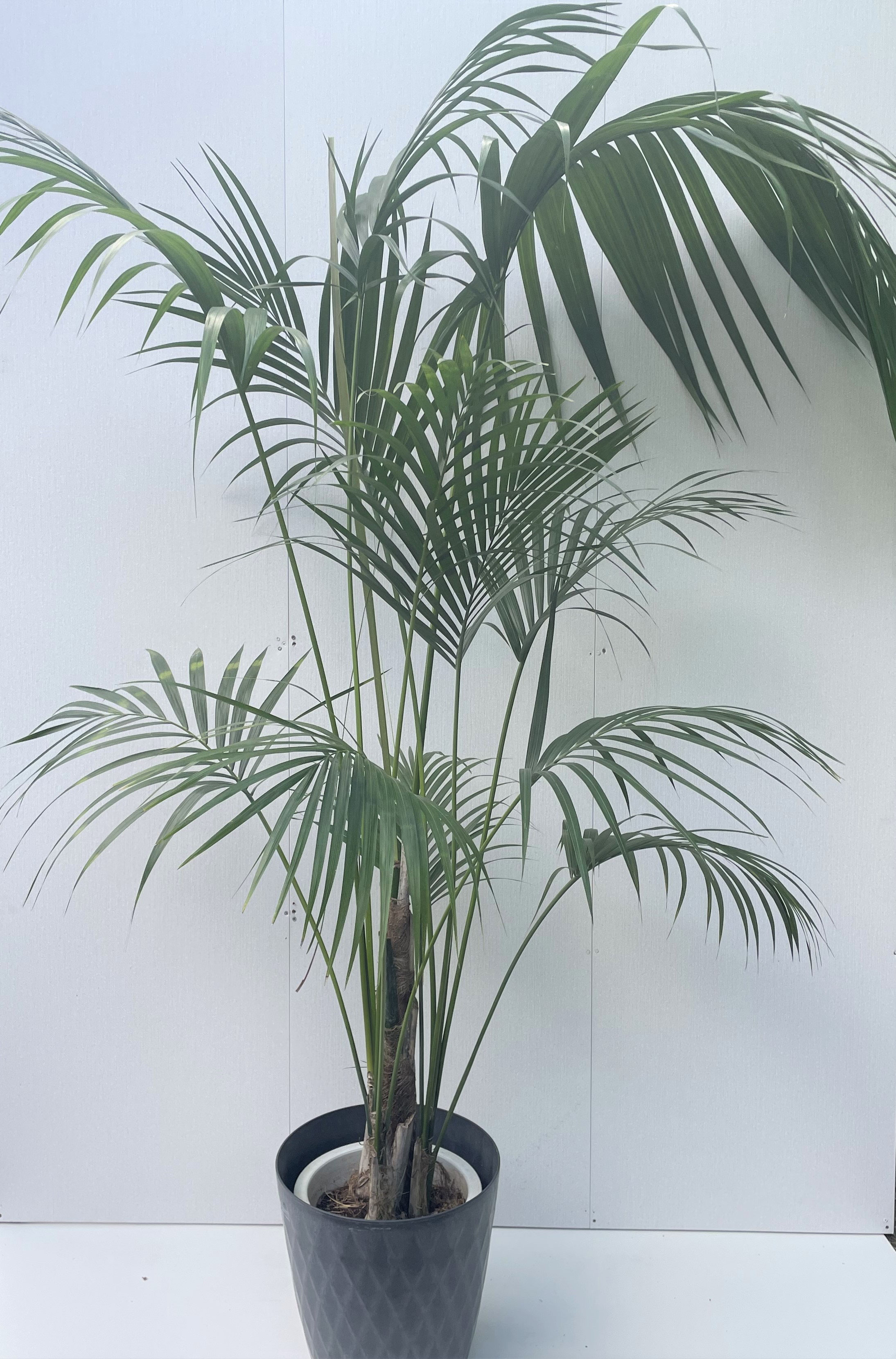 ケンチャヤシ - レンタルグリーン｜東京｜千葉｜観葉植物