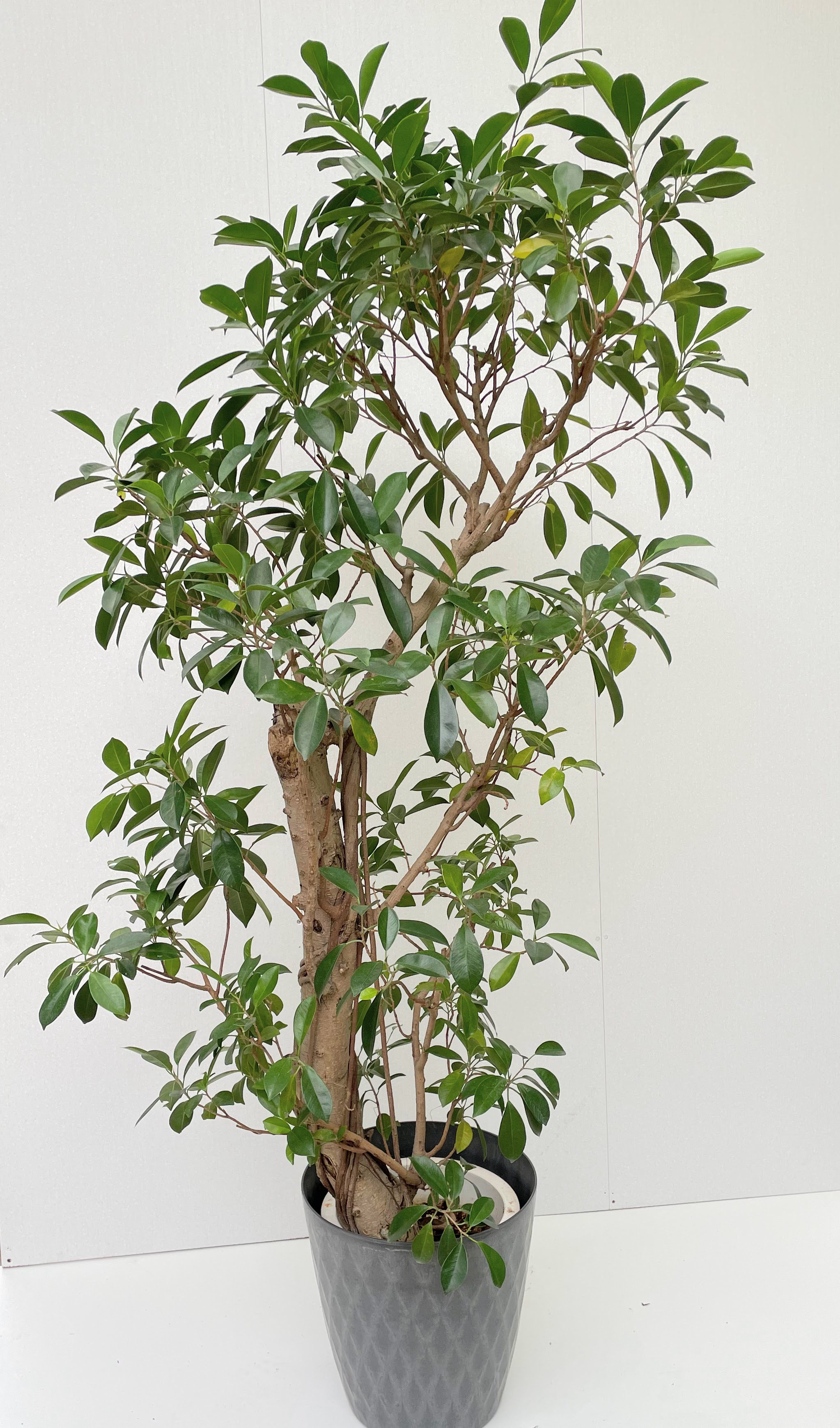 ガジュマル - レンタルグリーン｜東京｜千葉｜観葉植物｜プランター