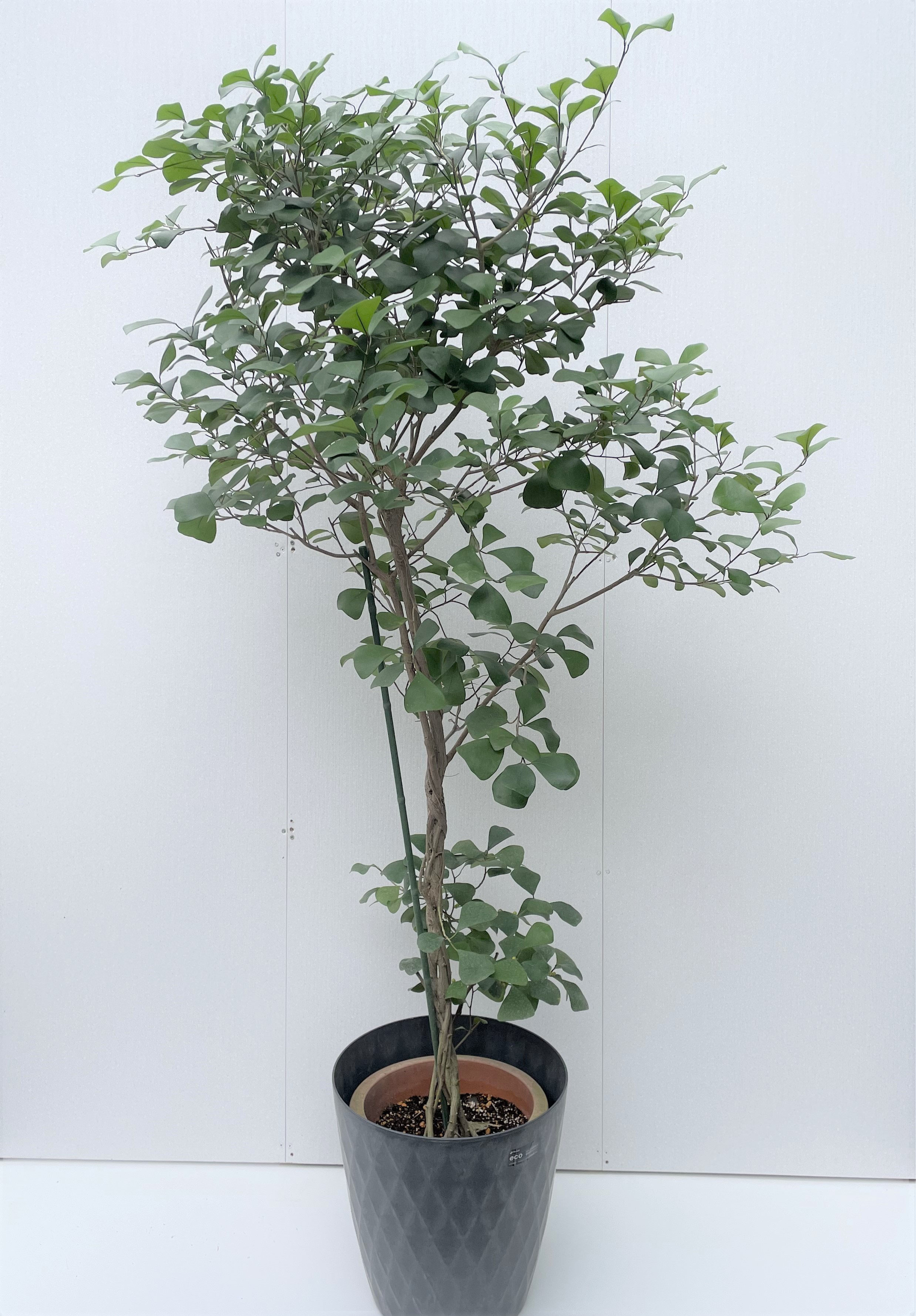 トライアンギュラリス - レンタルグリーン｜東京｜千葉｜観葉植物