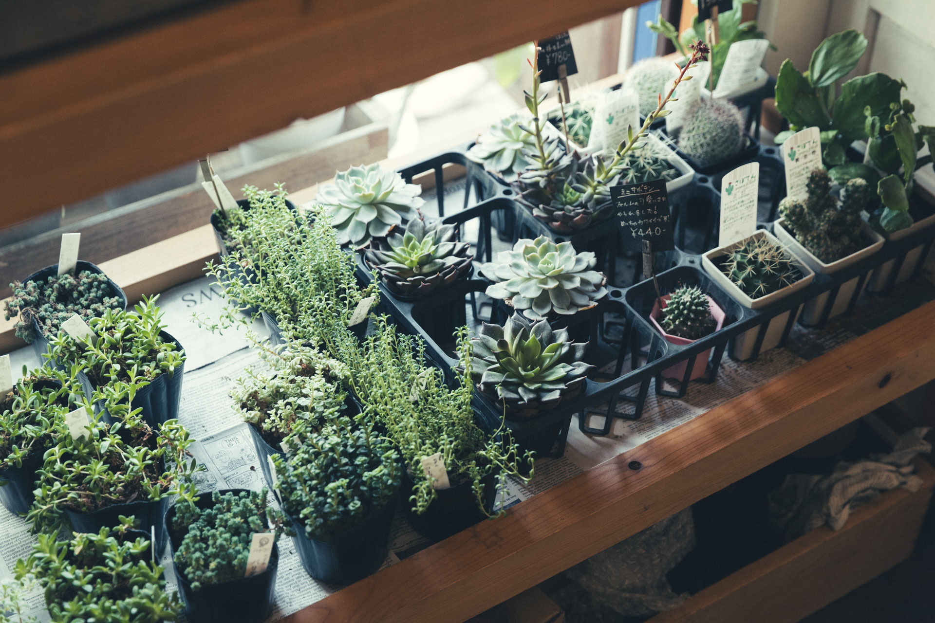 Plants - NECOQAVREENO -ネコカヴリーノ-