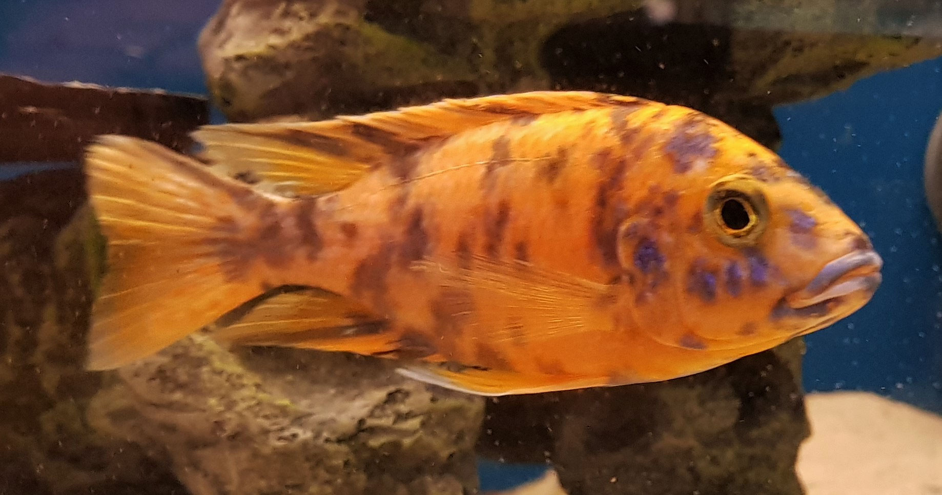 Aulonocara Marmelade Cat (Hybride) wibsaquaristik