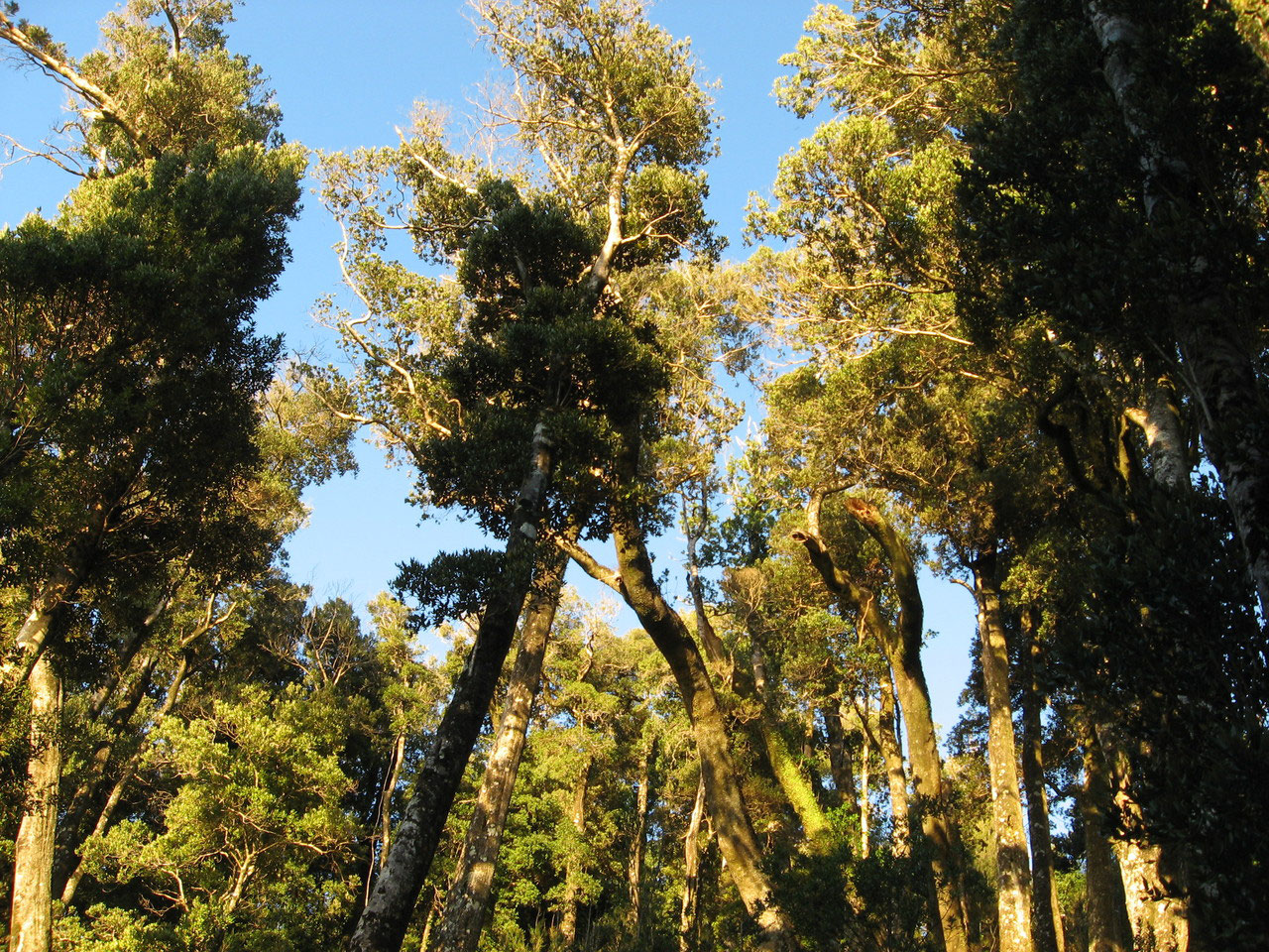 Bosque templado siempreverde "Selva Valdiviana