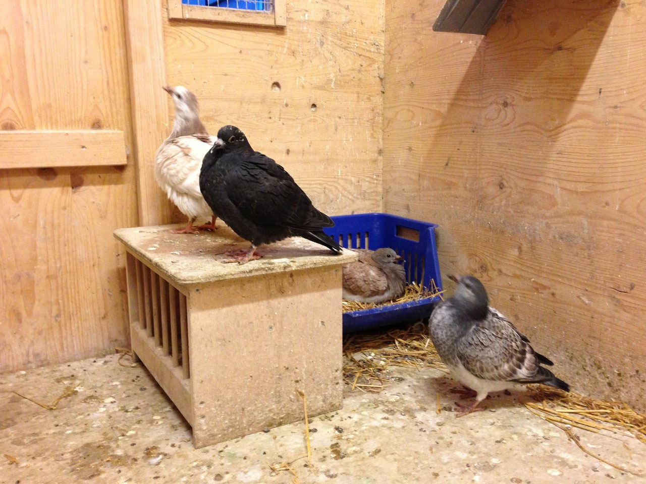 Von Tauben Bis Ponyreiten Alles Zu Tieren Auf Der Hochzeit