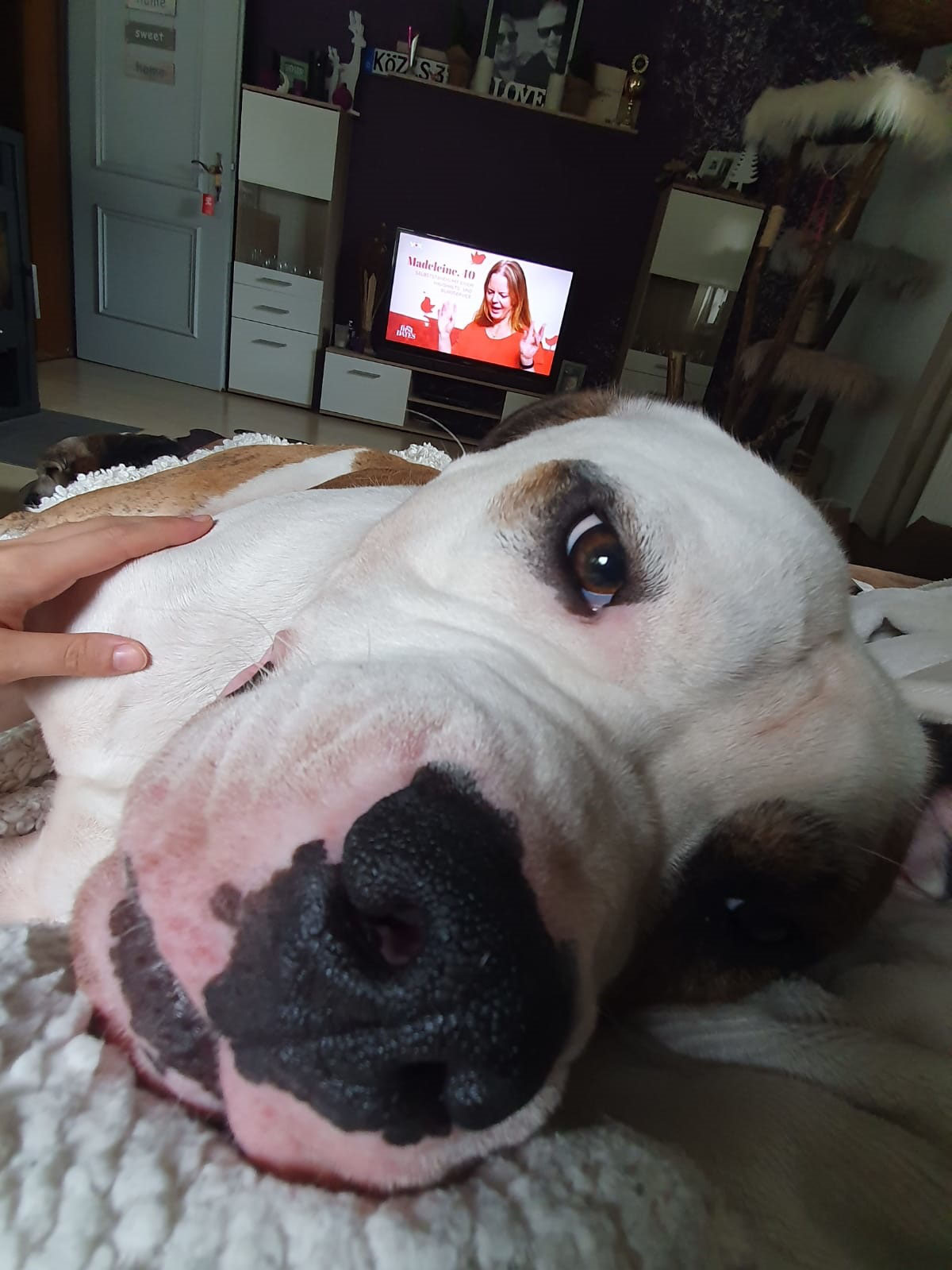 tierheim cham hunde