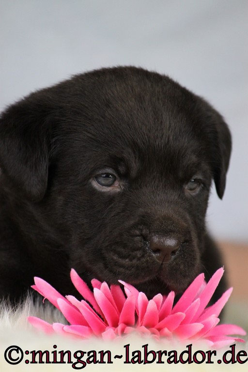 Farbvererbungslehre Mingan labrador Labradore In Silber Charcoal
