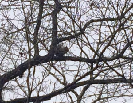 りす リス リスいたゾっ 富士市立少年自然の家 丸火自然公園 りす リス リスいたゾっ 富士市立少年自然の家 丸火自然公園