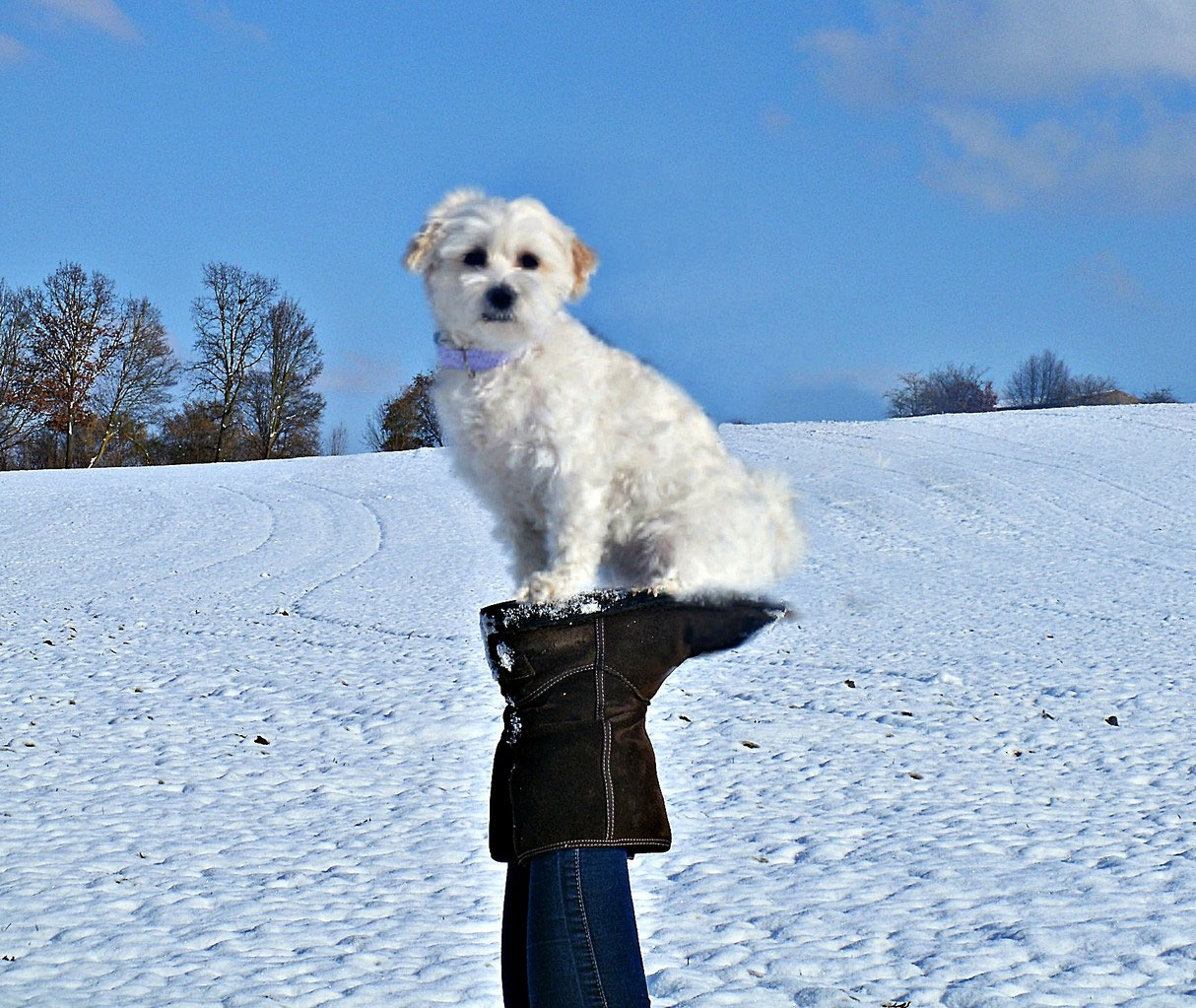 Tricks und Kunststücke - www.Holly Hund.de
