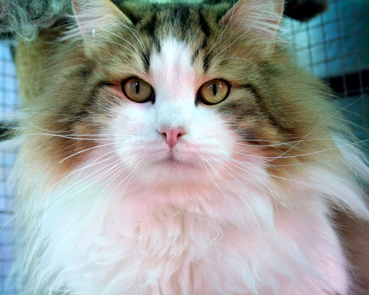 Gatto Siberiano Allevamento Murmur Murmurs Allevamento Di