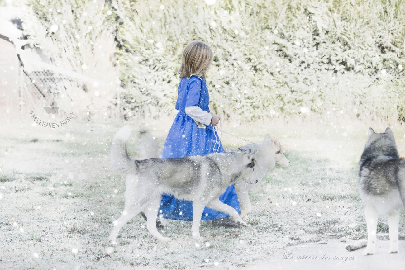 Questions Frequentes Elevage Husky Fablehaven