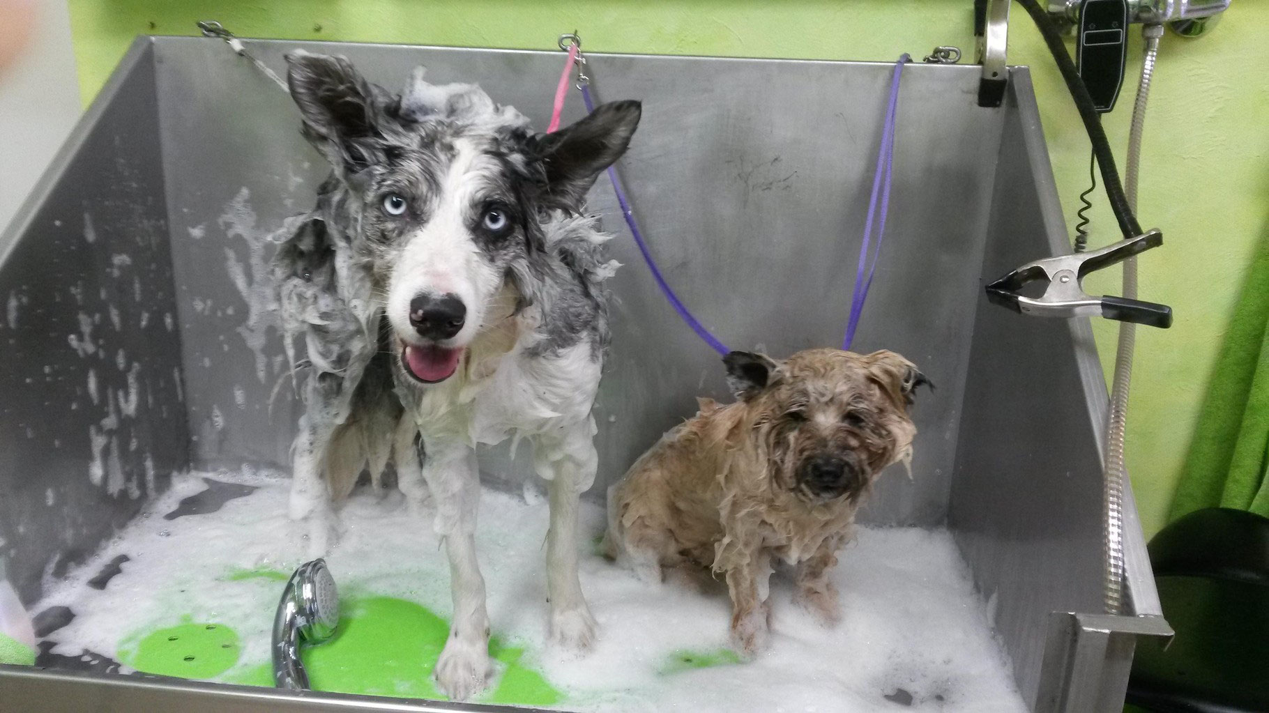 Was bedeutet Hundepflege für mich Professionelle Hund & Heimtierpflege