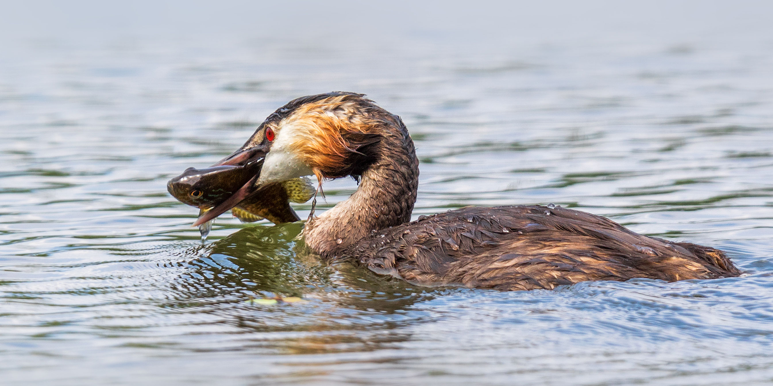 29. August 2019 > Fischers Fritz fischt frische Fische.. goodbirding.ch Birdwatching