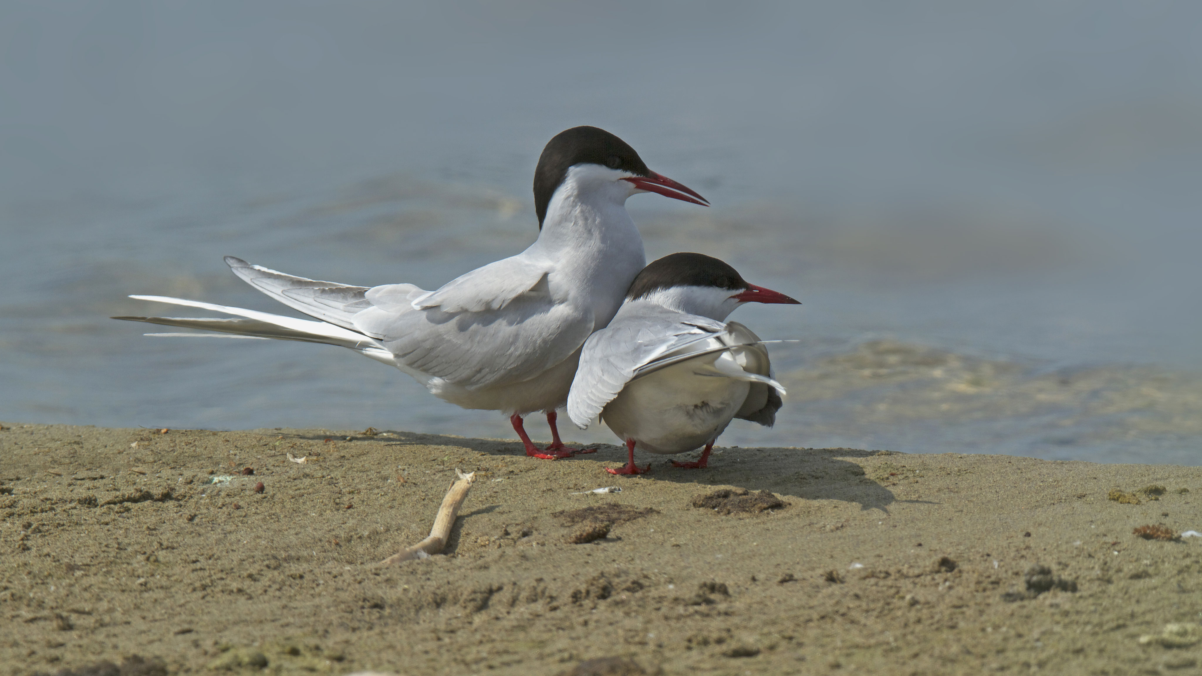 Küstenseeschwalbe / Arctic Tern - goodbirding.ch - Birdwatching ...
