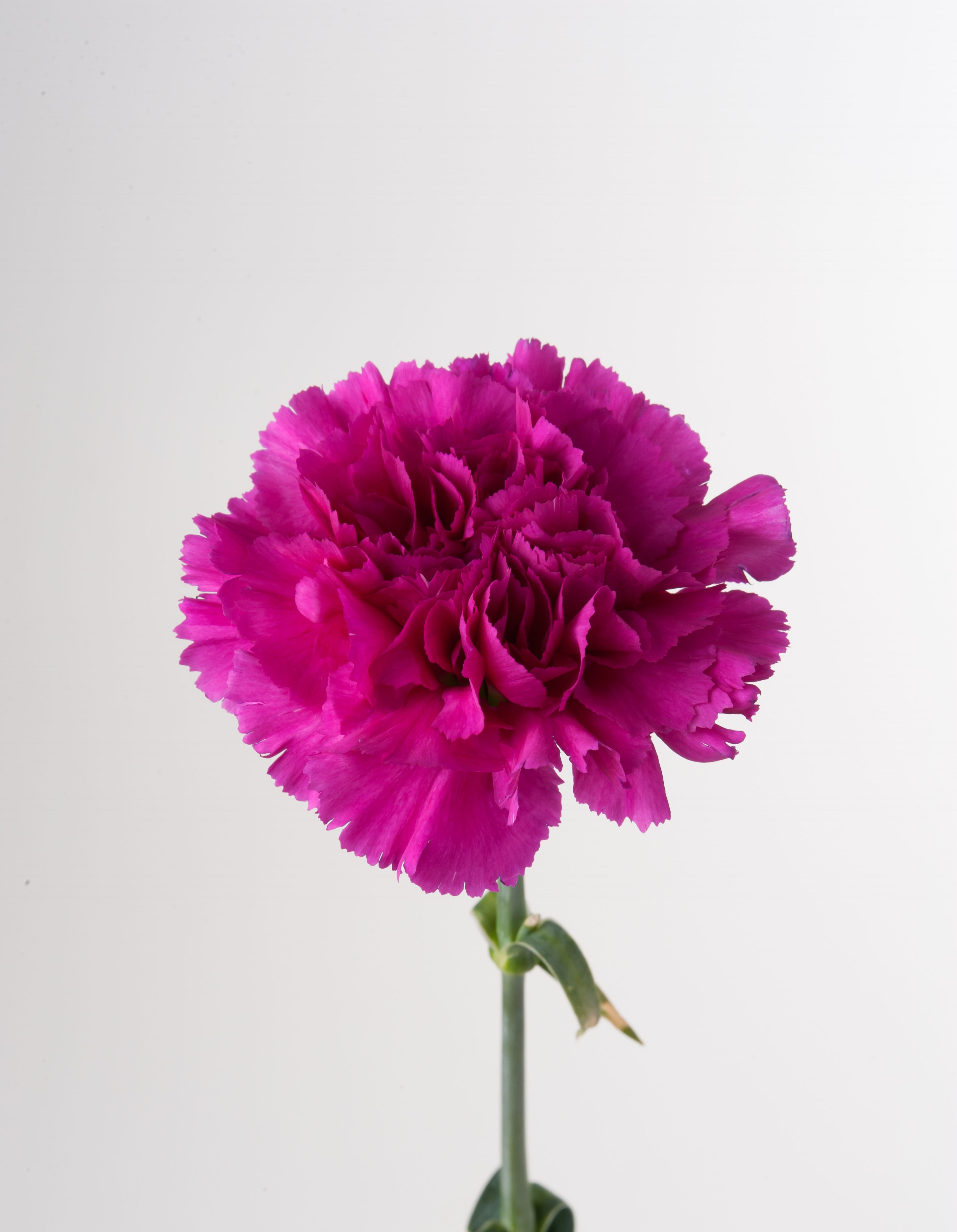 Purple - カーネーション生産者 鈴木浩仁website 千葉県南房総市