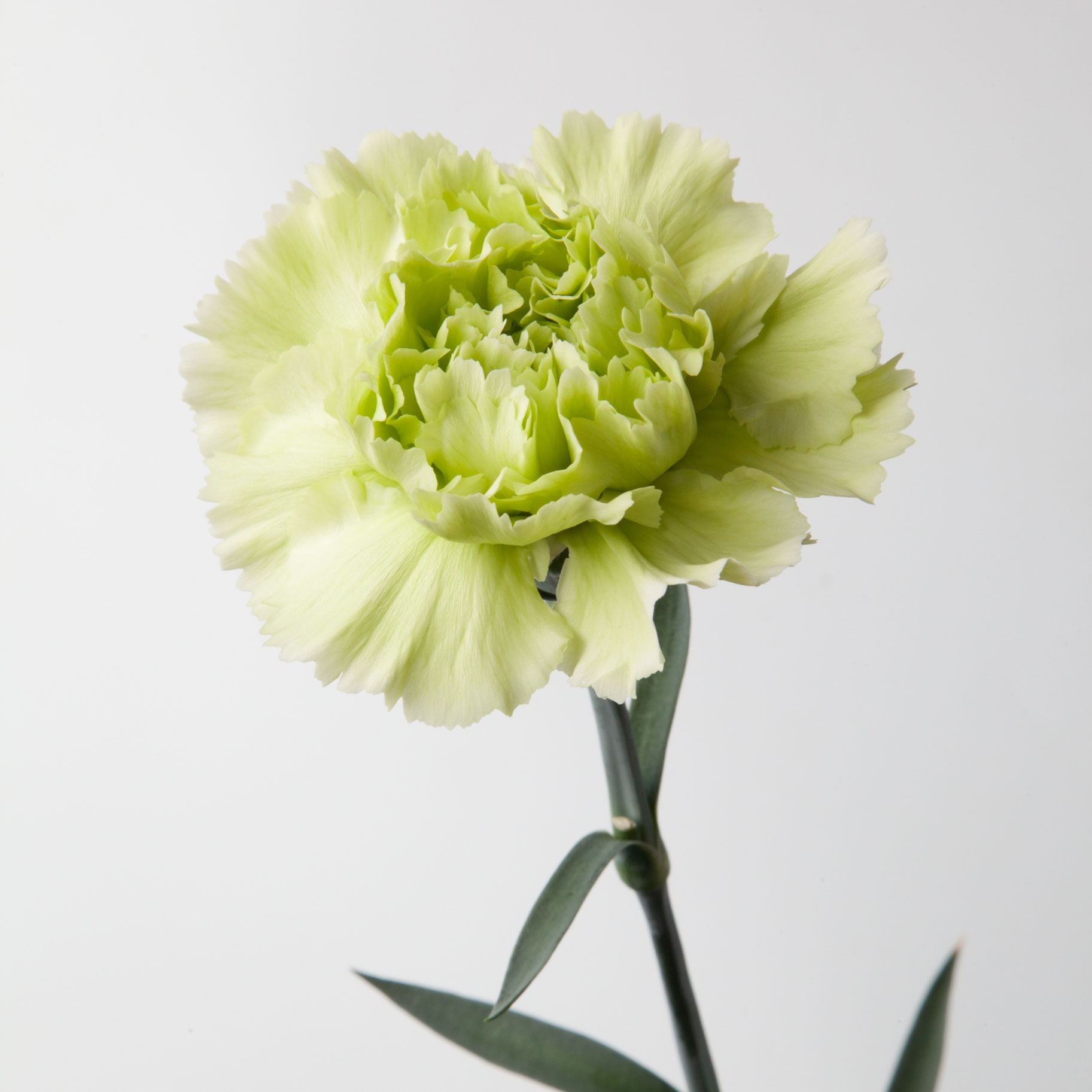 🌱 #カーネーション #トレノ #大田花き品種カタログ #大田花き