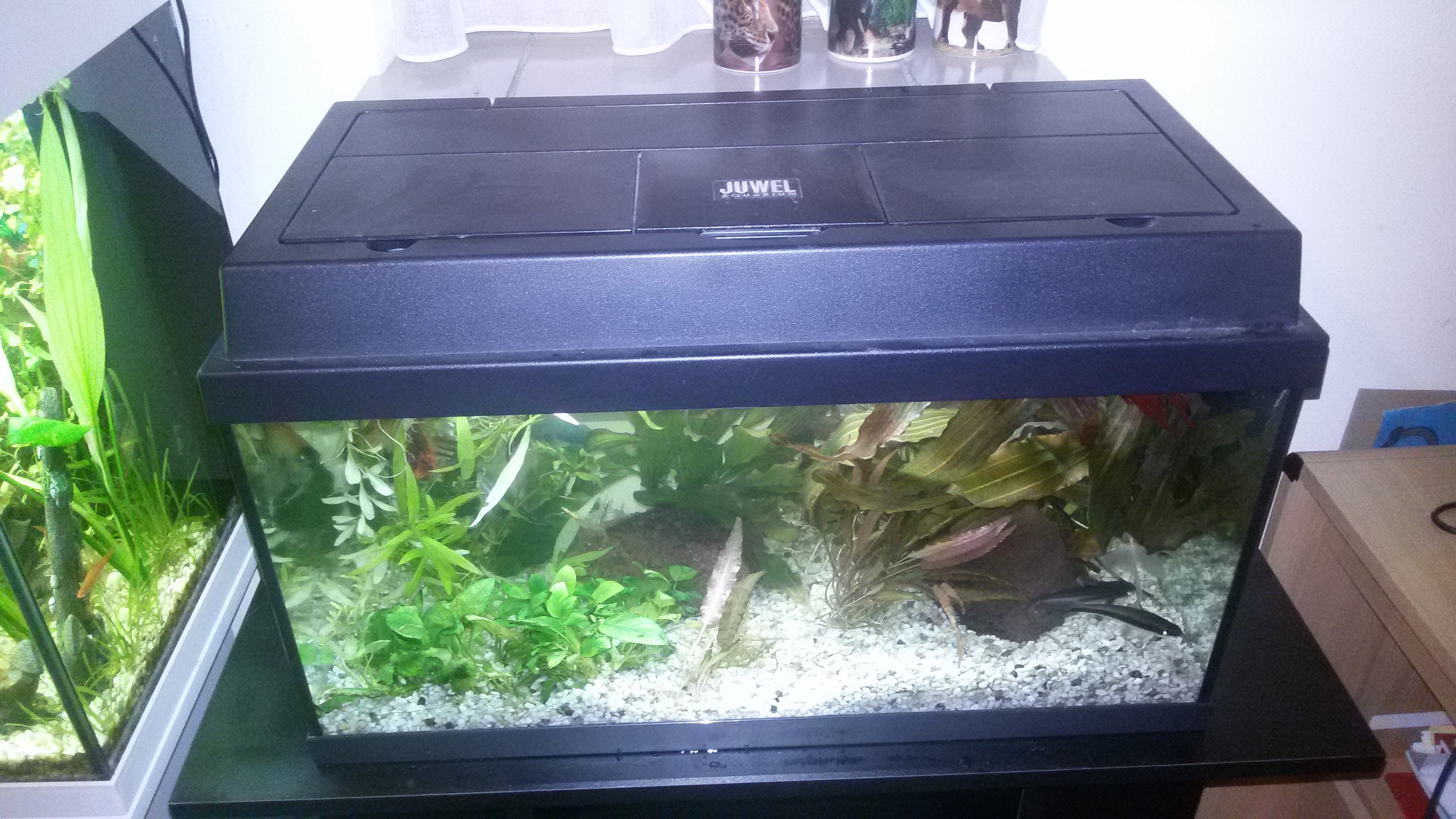 60 cm aquaria! Aquariagrootegast