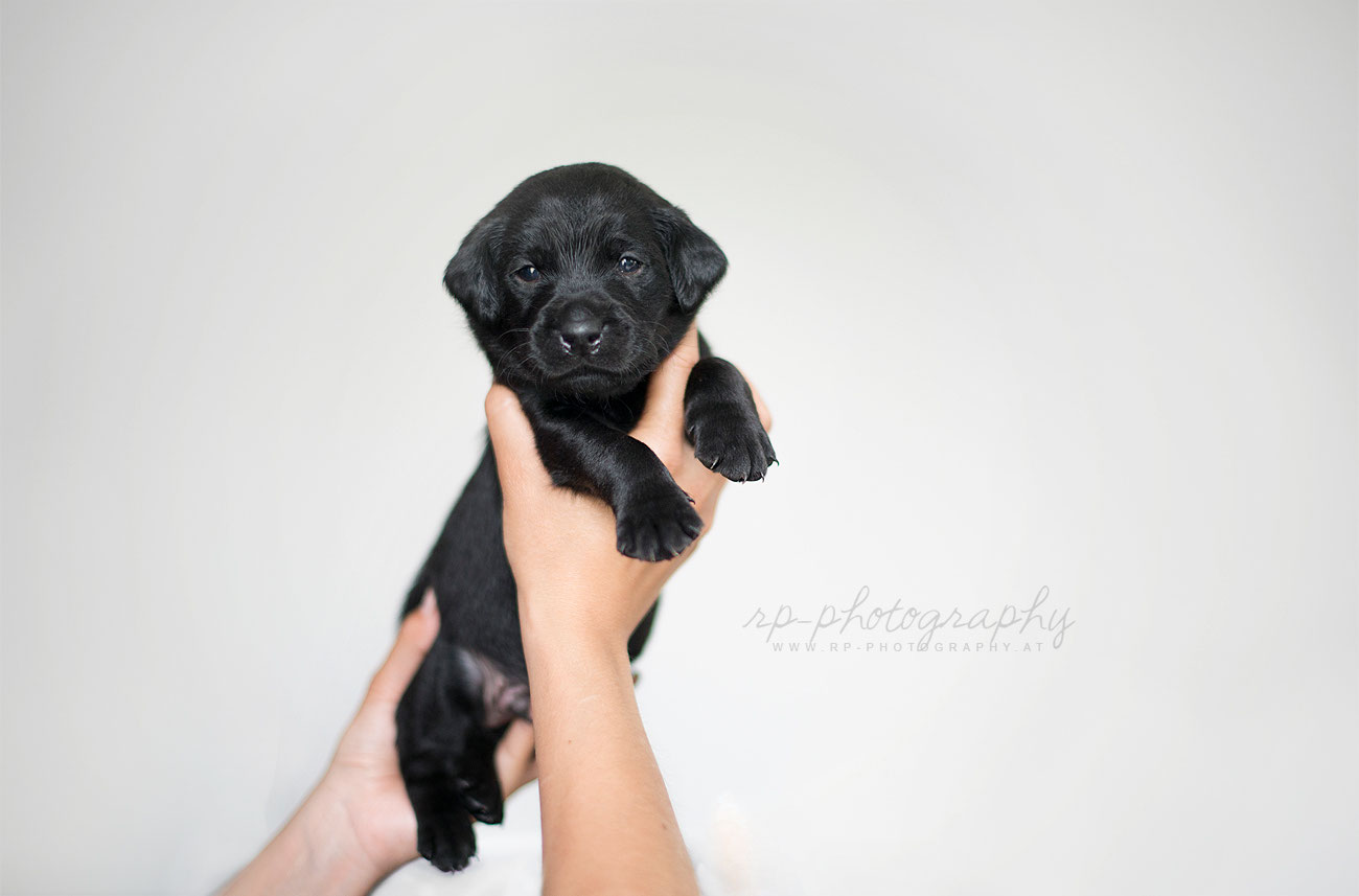 3.Woche Lightning Fast Labrador Retriever