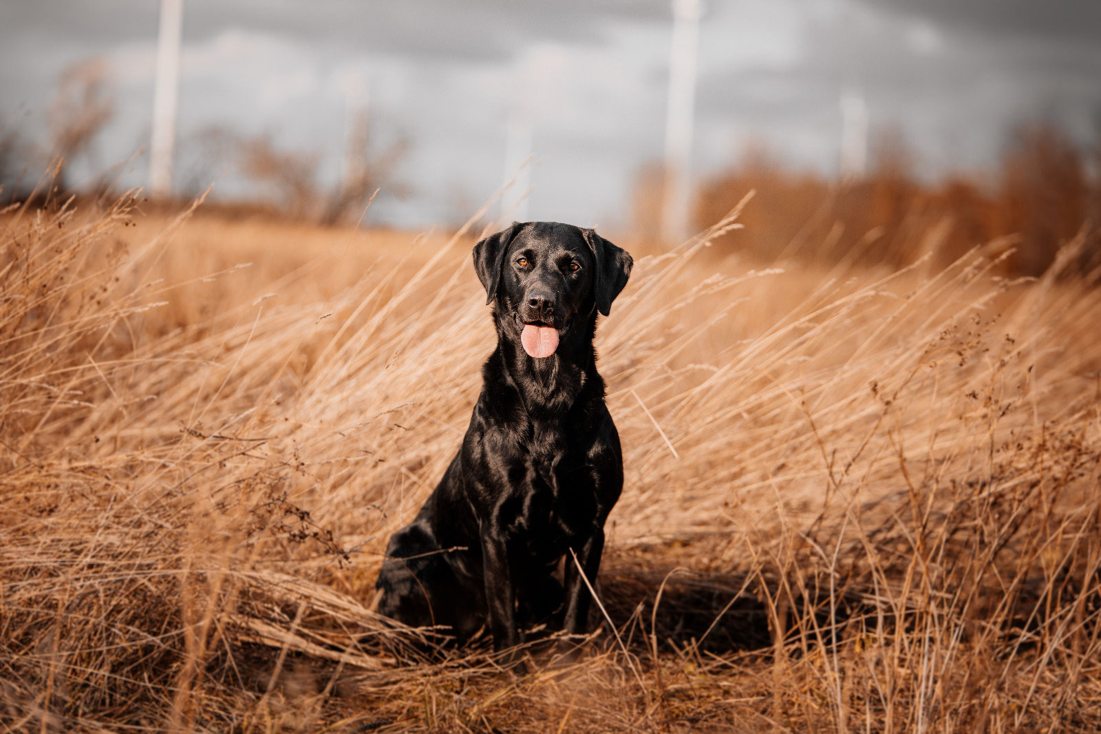 Lightning Fast princess Pia "PIA" Lightning Fast Labrador Retriever